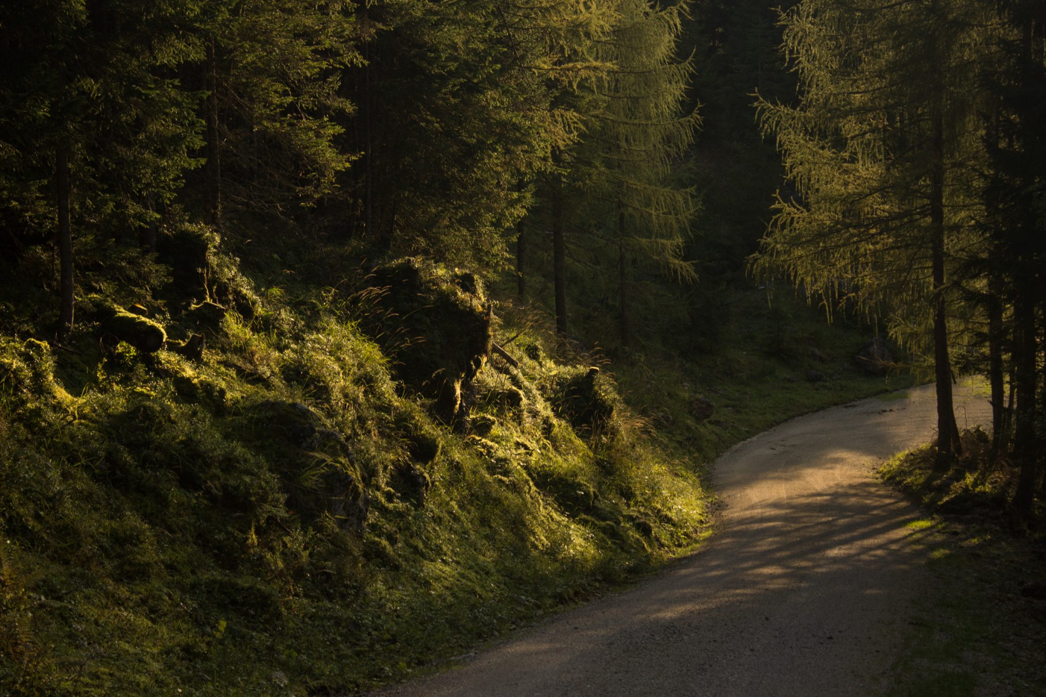 Wandern zur Ennstaler Hütte im Nationalpark Gesäuse im Bundesland Steiermark in Österreich, Wanderweg in den Ennstaler Alpen ab Parkplatz Gstatterboden, Blick auf den Wanderweg beim Rückweg über die Hochscheibenalm von der Ennstaler Hütte, umgeben von dichtem Wald, breiterer Wanderweg mit kühlendem Schatten der Bäume, saftig grüne Vegetation, untergehende Sonne lässt schönes Licht entstehen