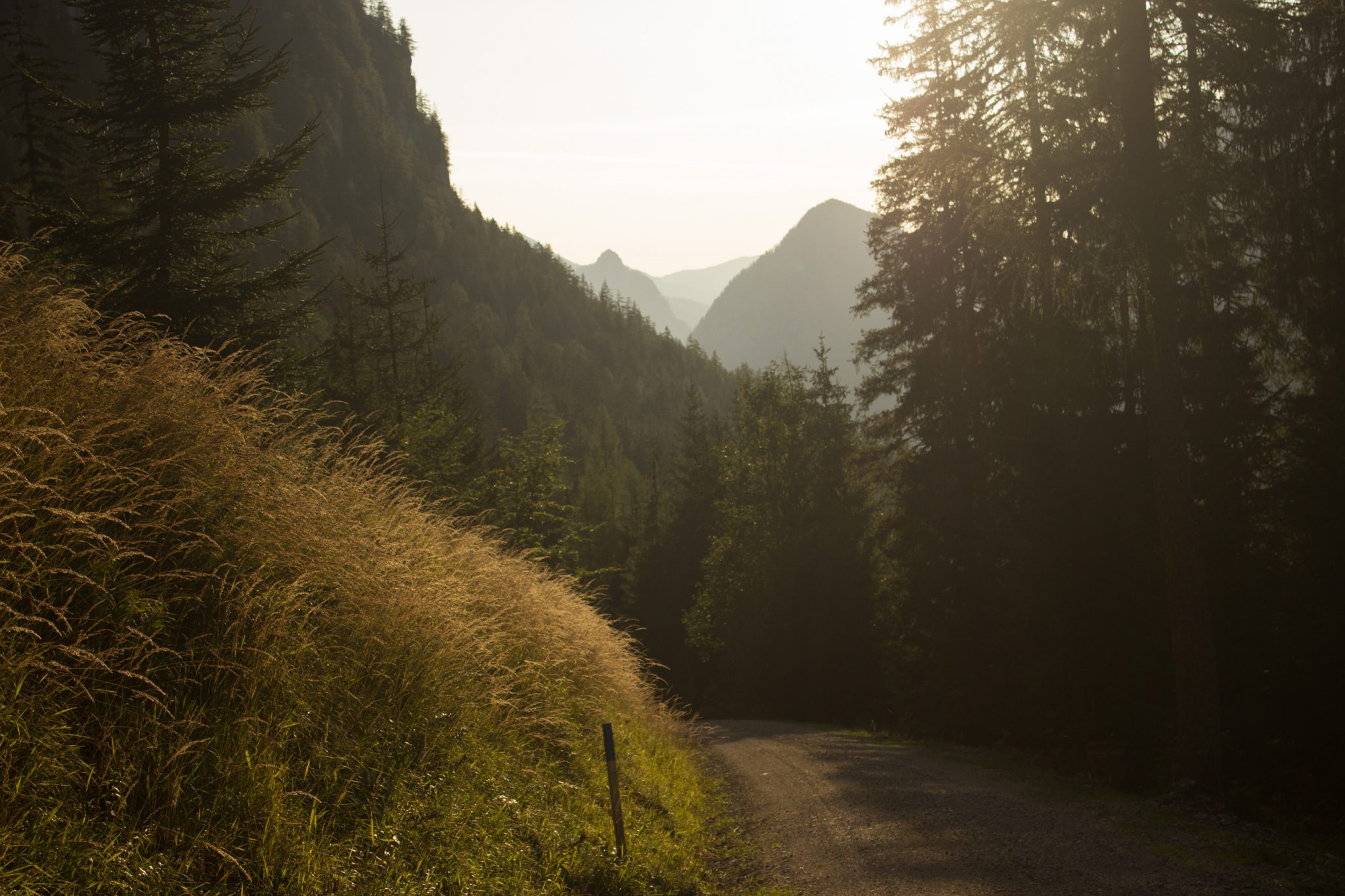 Wandern zur Ennstaler Hütte im Nationalpark Gesäuse im Bundesland Steiermark in Österreich, Wanderweg in den Ennstaler Alpen ab Parkplatz Gstatterboden, Blick auf den Wanderweg beim Rückweg über die Hochscheibenalm von der Ennstaler Hütte, umgeben von dichtem Wald, breiterer Wanderweg mit kühlendem Schatten der Bäume, saftig grüne Vegetation, untergehende Sonne lässt schönes Licht entstehen