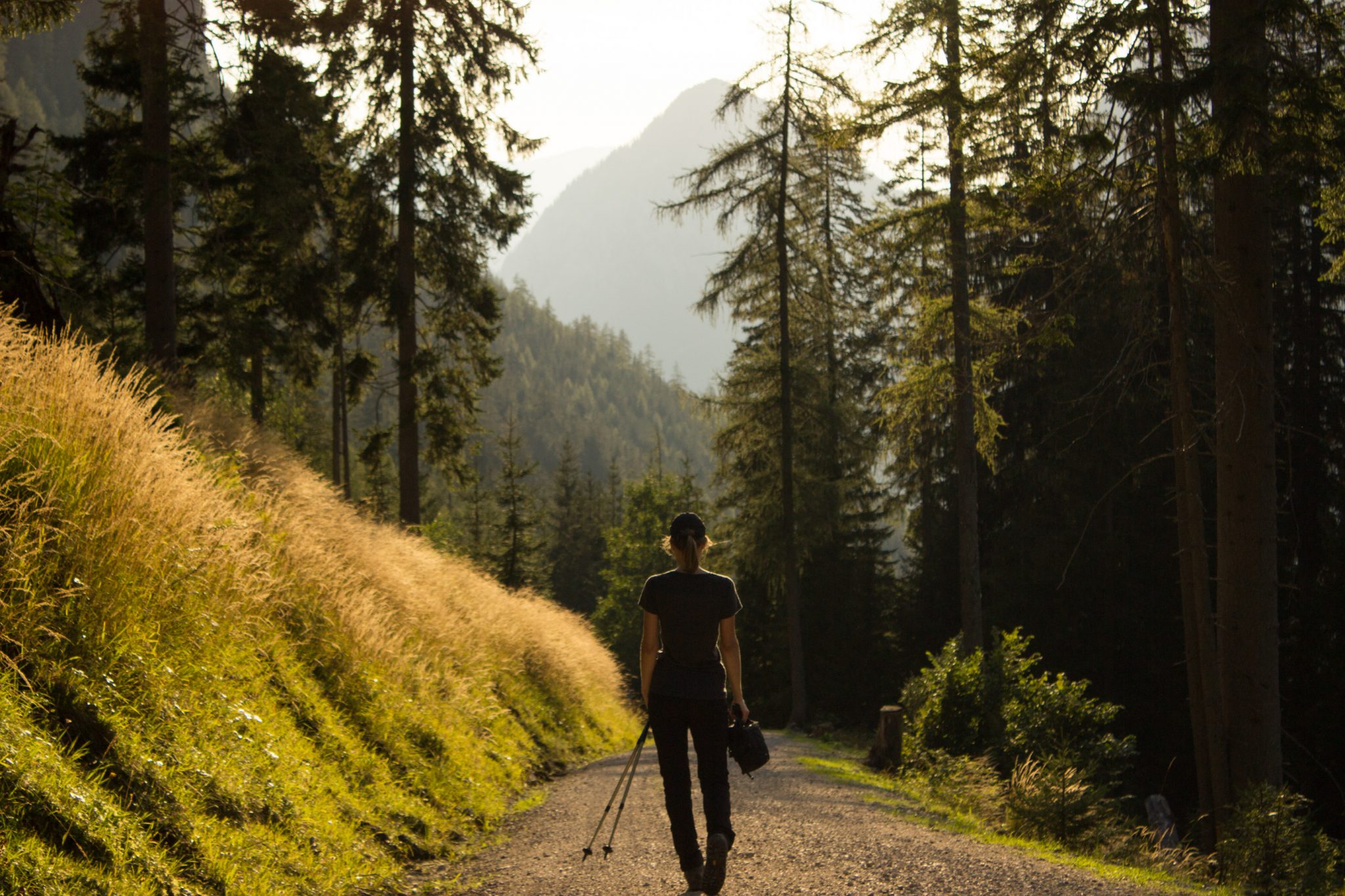 Wandern zur Ennstaler Hütte im Nationalpark Gesäuse im Bundesland Steiermark in Österreich, Wanderweg in den Ennstaler Alpen ab Parkplatz Gstatterboden, Blick auf den Wanderweg beim Rückweg über die Hochscheibenalm von der Ennstaler Hütte, umgeben von dichtem Wald, Wanderer unterwegs auf breiterem Wanderweg, der angenehm abwärts verläuft, saftig grüne Vegetation, untergehende Sonne lässt schönes Licht entstehen