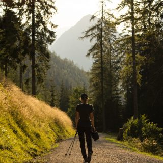 Wandern zur Ennstaler Hütte im Nationalpark Gesäuse im Bundesland Steiermark in Österreich, Wanderweg in den Ennstaler Alpen ab Parkplatz Gstatterboden, Blick auf den Wanderweg beim Rückweg über die Hochscheibenalm von der Ennstaler Hütte, umgeben von dichtem Wald, Wanderer unterwegs auf breiterem Wanderweg, der angenehm abwärts verläuft, saftig grüne Vegetation, untergehende Sonne lässt schönes Licht entstehen