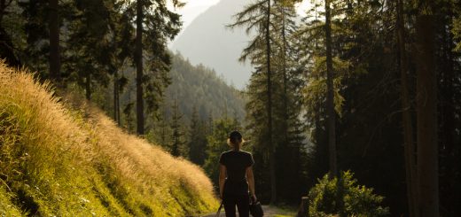 Wandern zur Ennstaler Hütte im Nationalpark Gesäuse im Bundesland Steiermark in Österreich, Wanderweg in den Ennstaler Alpen ab Parkplatz Gstatterboden, Blick auf den Wanderweg beim Rückweg über die Hochscheibenalm von der Ennstaler Hütte, umgeben von dichtem Wald, Wanderer unterwegs auf breiterem Wanderweg, der angenehm abwärts verläuft, saftig grüne Vegetation, untergehende Sonne lässt schönes Licht entstehen