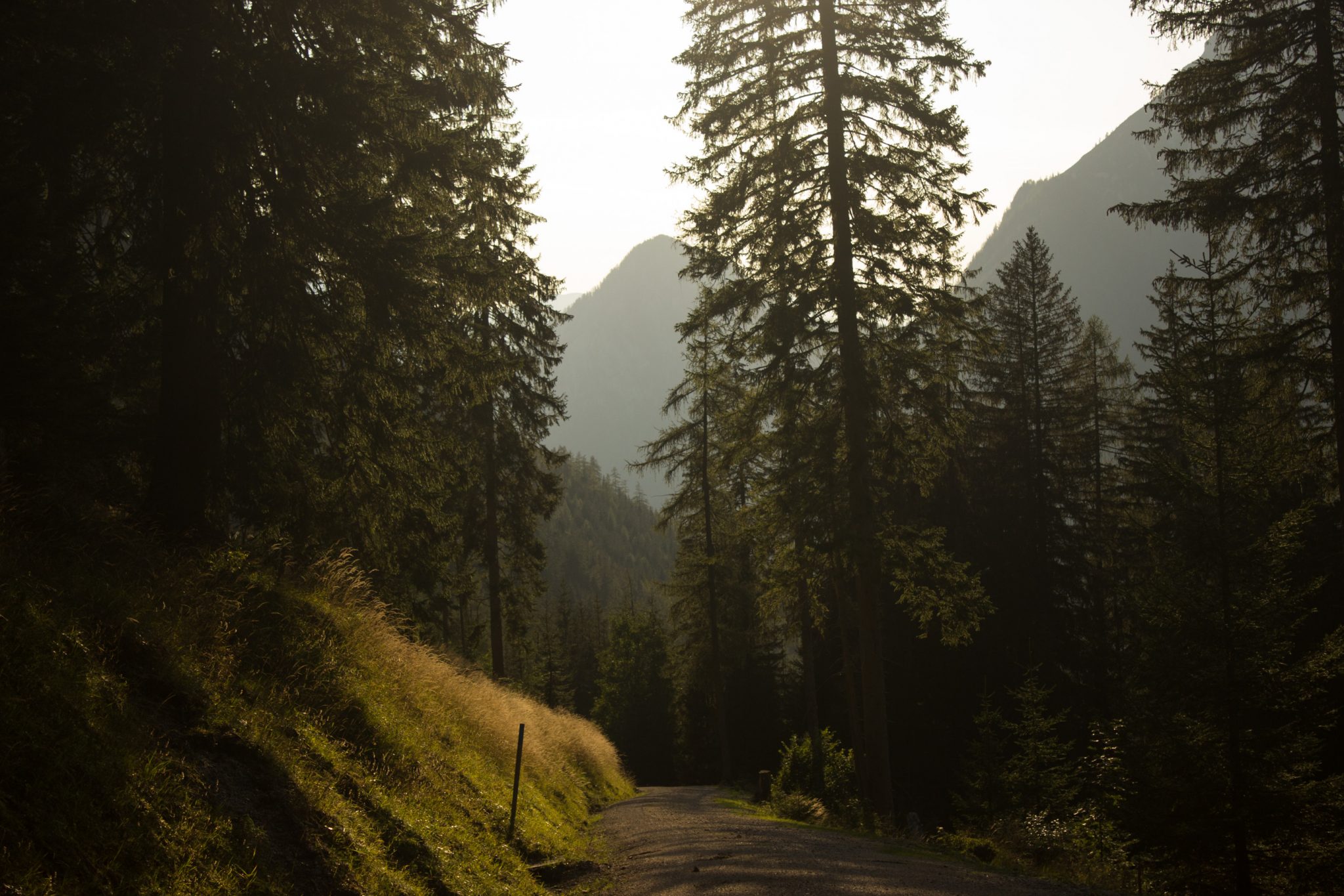 Wandern zur Ennstaler Hütte im Nationalpark Gesäuse im Bundesland Steiermark in Österreich, Wanderweg in den Ennstaler Alpen ab Parkplatz Gstatterboden, Blick auf den Wanderweg beim Rückweg über die Hochscheibenalm von der Ennstaler Hütte, umgeben von dichtem Wald, breiterer Wanderweg mit kühlendem Schatten der Bäume, saftig grüne Vegetation, untergehende Sonne lässt schönes Licht entstehen