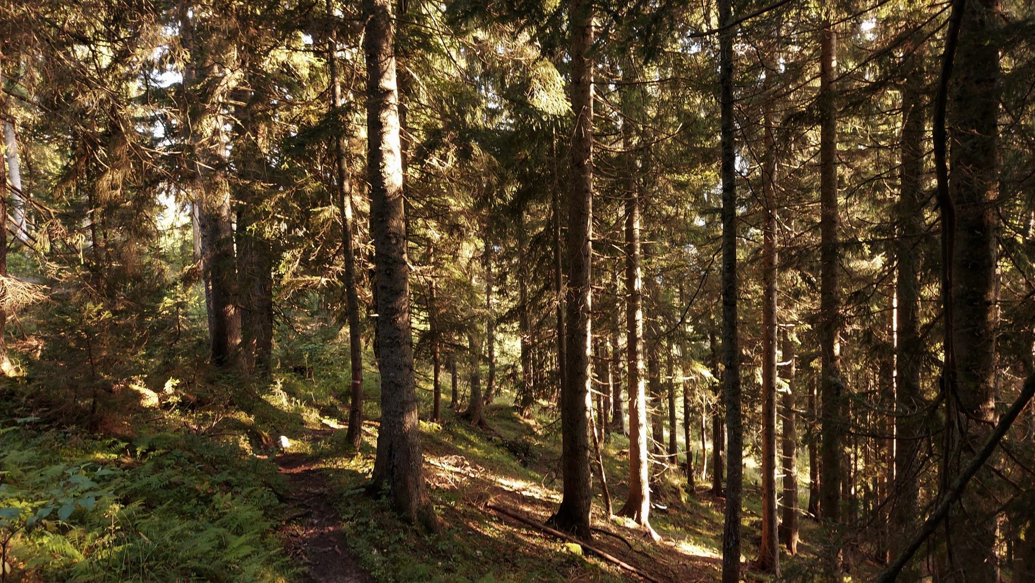 Wandern zur Ennstaler Hütte im Nationalpark Gesäuse im Bundesland Steiermark in Österreich, Wanderweg in den Ennstaler Alpen ab Parkplatz Gstatterboden, Blick auf den Wanderweg beim Rückweg über die Hochscheibenalm von der Ennstaler Hütte, umgeben von dichtem Wald, schmaler Wanderpfad mit kühlendem Schatten der Bäume, saftig grüne Vegetation