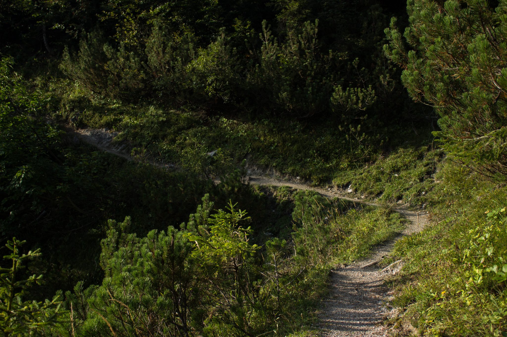 Wandern zur Ennstaler Hütte im Nationalpark Gesäuse im Bundesland Steiermark in Österreich, Wanderweg in den Ennstaler Alpen ab Parkplatz Gstatterboden, Blick auf den Wanderweg beim Rückweg über die Hochscheibenalm von der Ennstaler Hütte, umgeben von dichtem Wald, schmaler Wanderpfad mit kühlendem Schatten der Bäume, saftig grüne Vegetation