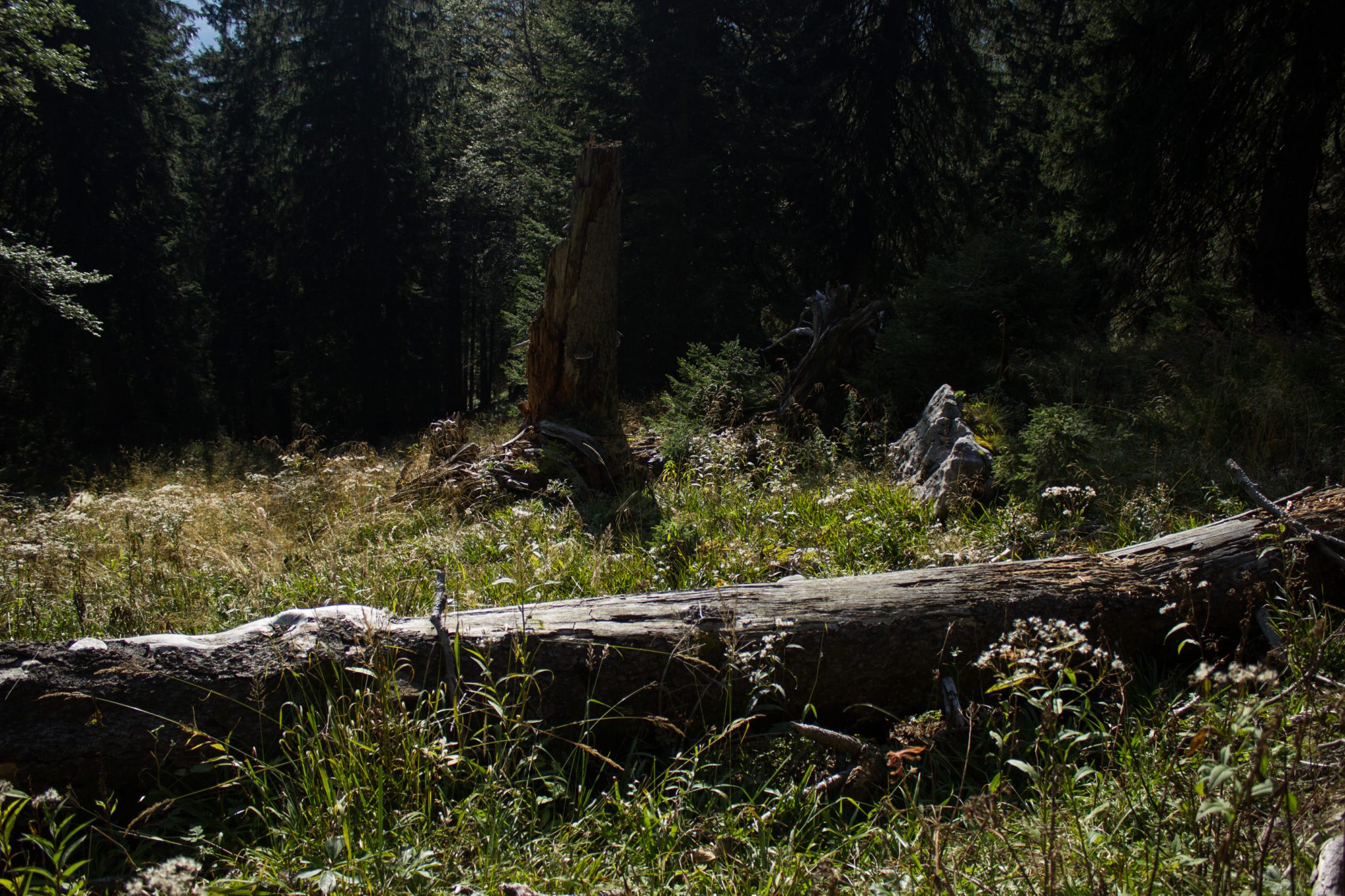 Wandern zur Ennstaler Hütte im Nationalpark Gesäuse im Bundesland Steiermark in Österreich, Wanderweg in den Ennstaler Alpen ab Parkplatz Gstatterboden, Blick vom Wanderweg beim Rückweg über die Hochscheibenalm von der Ennstaler Hütte, umgeben von dichtem Wald, schmaler Wanderpfad mit kühlendem Schatten der Bäume, saftig grüne Vegetation, umgefallener Baum wird liegen gelassen