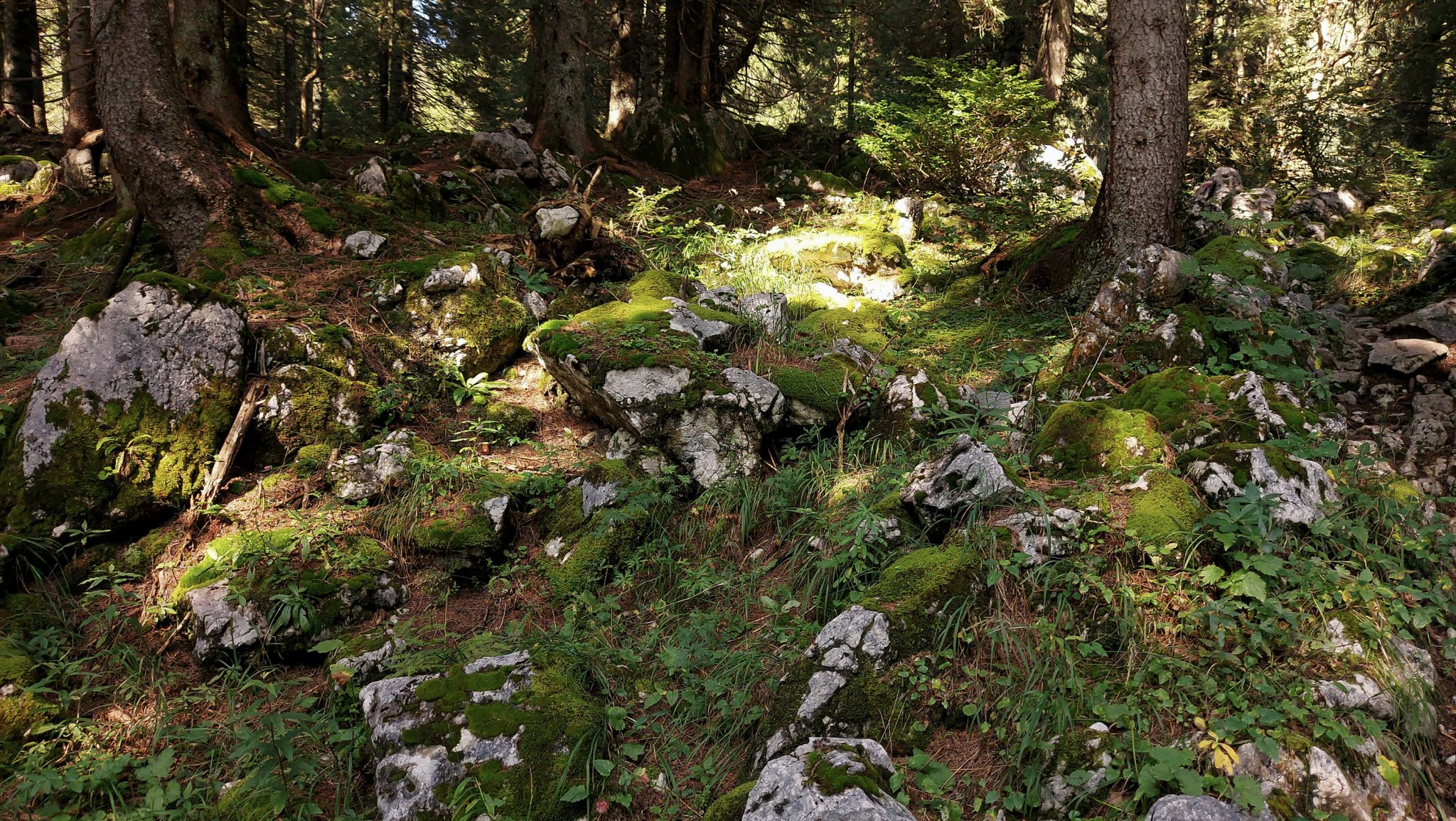 Wandern zur Ennstaler Hütte im Nationalpark Gesäuse im Bundesland Steiermark in Österreich, Wanderweg in den Ennstaler Alpen ab Parkplatz Gstatterboden, Blick vom Wanderweg beim Rückweg über die Hochscheibenalm von der Ennstaler Hütte, umgeben von dichtem Wald, schmaler Wanderpfad mit kühlendem Schatten der Bäume, saftig grüne Vegetation