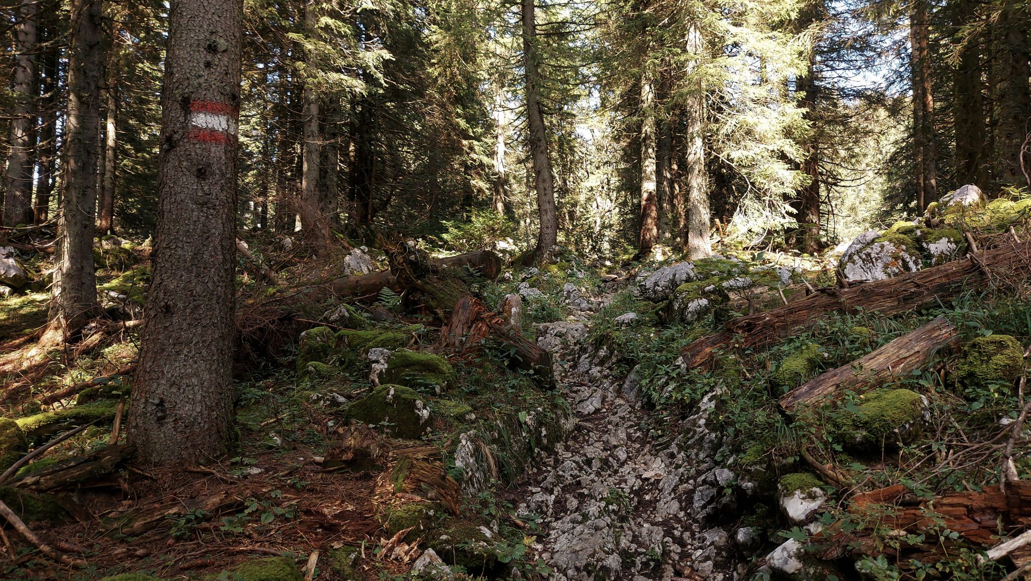 Wandern zur Ennstaler Hütte im Nationalpark Gesäuse im Bundesland Steiermark in Österreich, Wanderweg in den Ennstaler Alpen ab Parkplatz Gstatterboden, Blick auf den Wanderweg beim Rückweg über die Hochscheibenalm von der Ennstaler Hütte, umgeben von dichtem Wald, schmaler Wanderpfad mit kühlendem Schatten der Bäume, saftig grüne Vegetation, Markierung des Weges an einem Baum