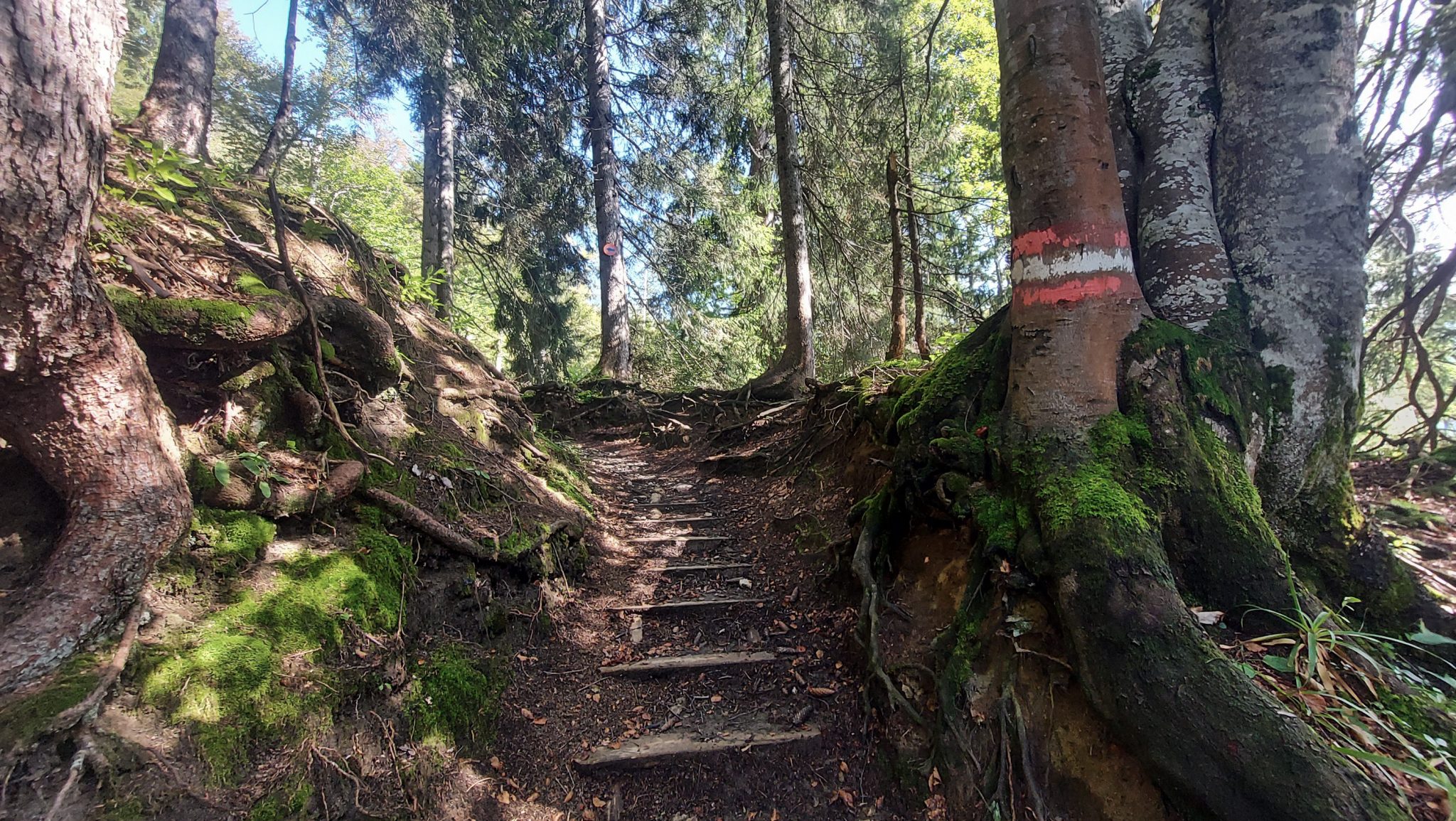 Wandern zur Ennstaler Hütte im Nationalpark Gesäuse im Bundesland Steiermark in Österreich, Wanderweg in den Ennstaler Alpen ab Parkplatz Gstatterboden, Blick auf den mit Trittstufen befestigten, teils steilen Wanderweg zur Ennstaler Hütte umgeben von dichtem Wald, der breite Wanderweg hat sich in schmalen Pfad gewandelt mit kühlendem Schatten der Bäume, saftig grüne Vegetation, Markierung des Weges an einem Baum