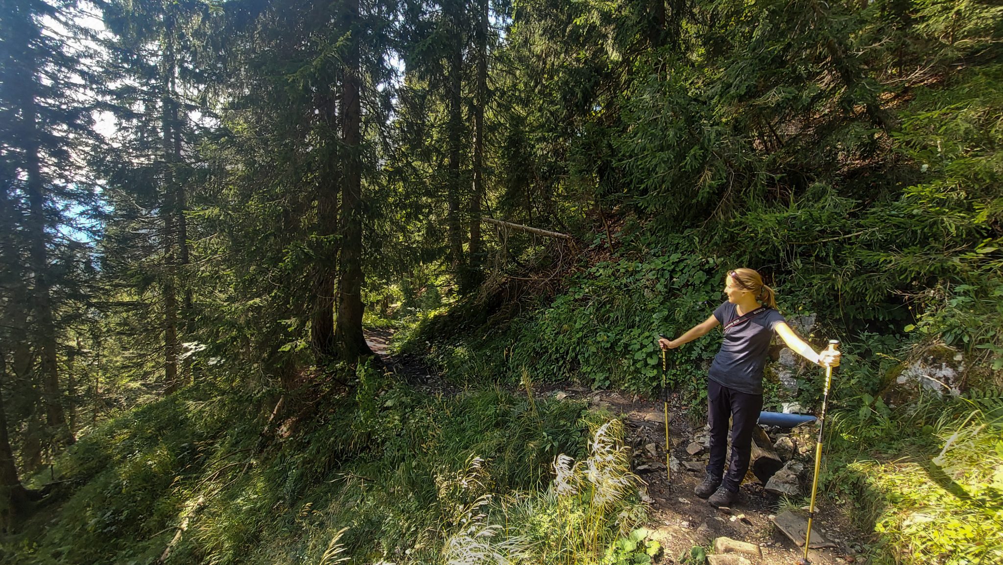 Wandern zur Ennstaler Hütte im Nationalpark Gesäuse im Bundesland Steiermark in Österreich, Wanderweg in den Ennstaler Alpen ab Parkplatz Gstatterboden, Wanderer genießt Aussicht vom Wanderweg zur Ennstaler Hütte umgeben von dichtem Wald, der breite Wanderweg hat sich in schmalen, teils steilen Pfad gewandelt mit kühlendem Schatten der Bäume, saftig grüne Vegetation und weite Aussichten auf die Berge im Gesäuse