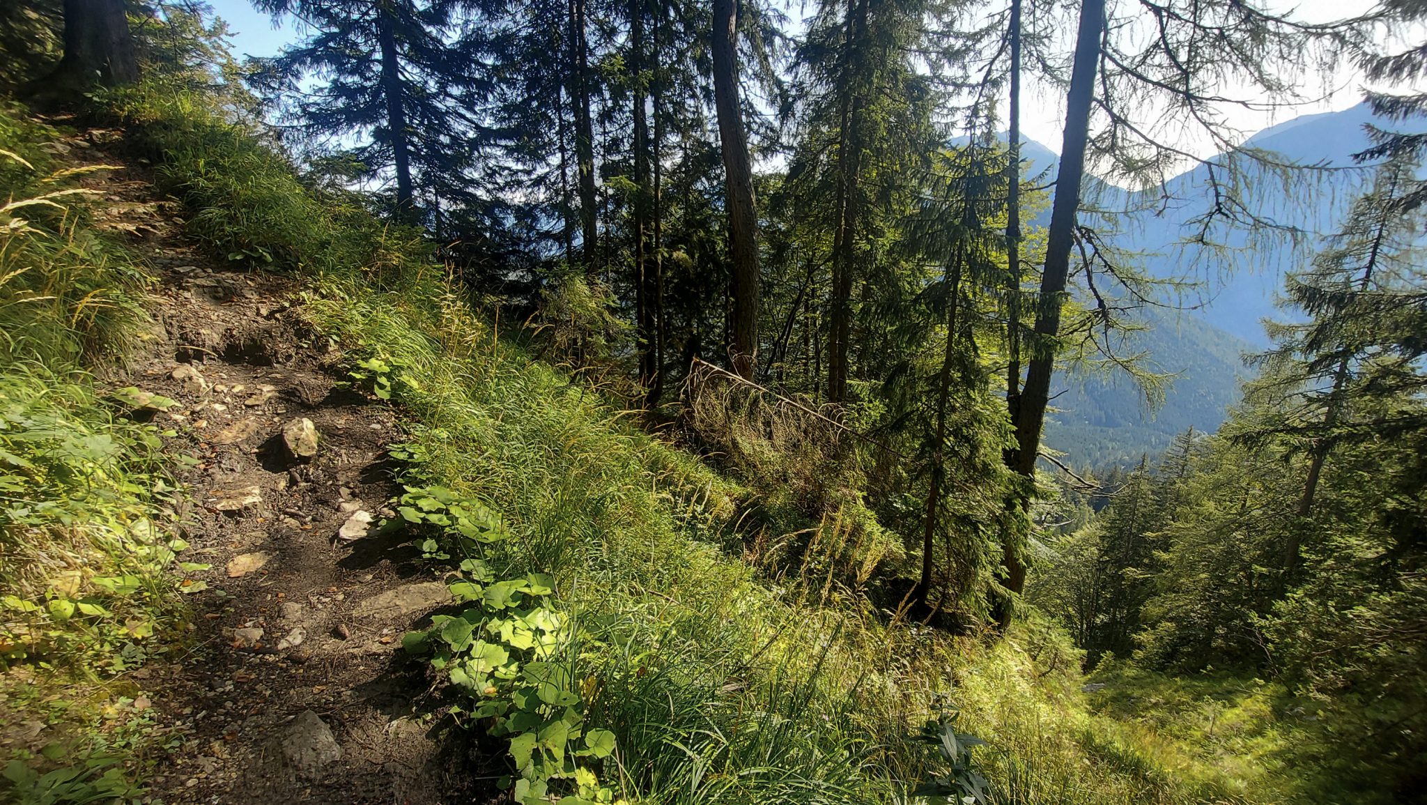 Wandern zur Ennstaler Hütte im Nationalpark Gesäuse im Bundesland Steiermark in Österreich, Wanderweg in den Ennstaler Alpen ab Parkplatz Gstatterboden, Blick auf den Wanderweg zur Ennstaler Hütte umgeben von dichtem Wald, der breite Wanderweg hat sich in schmalen, teils steilen Pfad gewandelt mit kühlendem Schatten der Bäume, saftig grüne Vegetation und weite Aussichten auf die Berge im Gesäuse