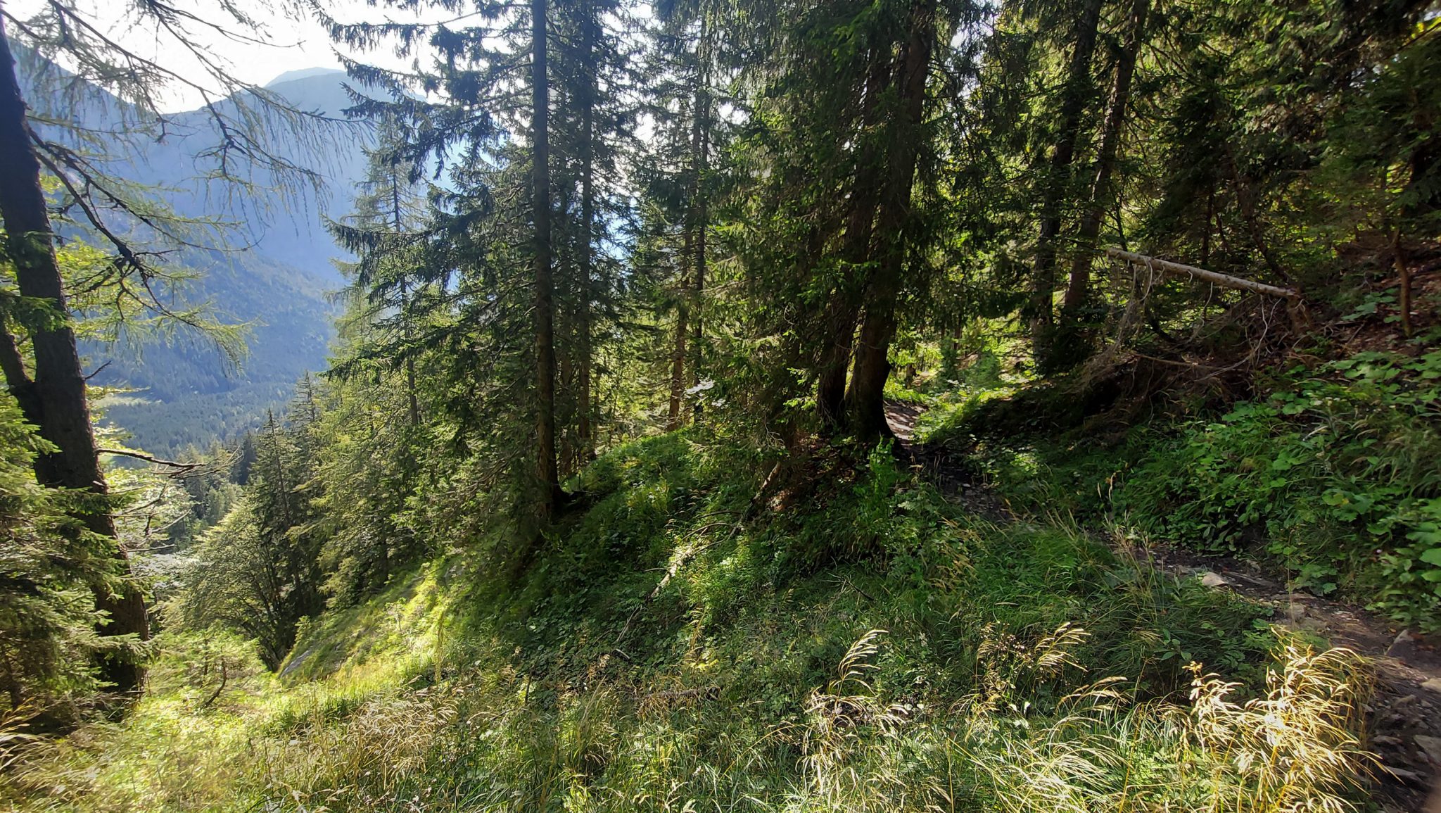Wandern zur Ennstaler Hütte im Nationalpark Gesäuse im Bundesland Steiermark in Österreich, Wanderweg in den Ennstaler Alpen ab Parkplatz Gstatterboden, Blick auf den Wanderweg zur Ennstaler Hütte umgeben von dichtem Wald, der breite Wanderweg hat sich in schmalen Pfad gewandelt mit kühlendem Schatten der Bäume, saftig grüne Vegetation und weite Aussichten auf die Berge im Gesäuse