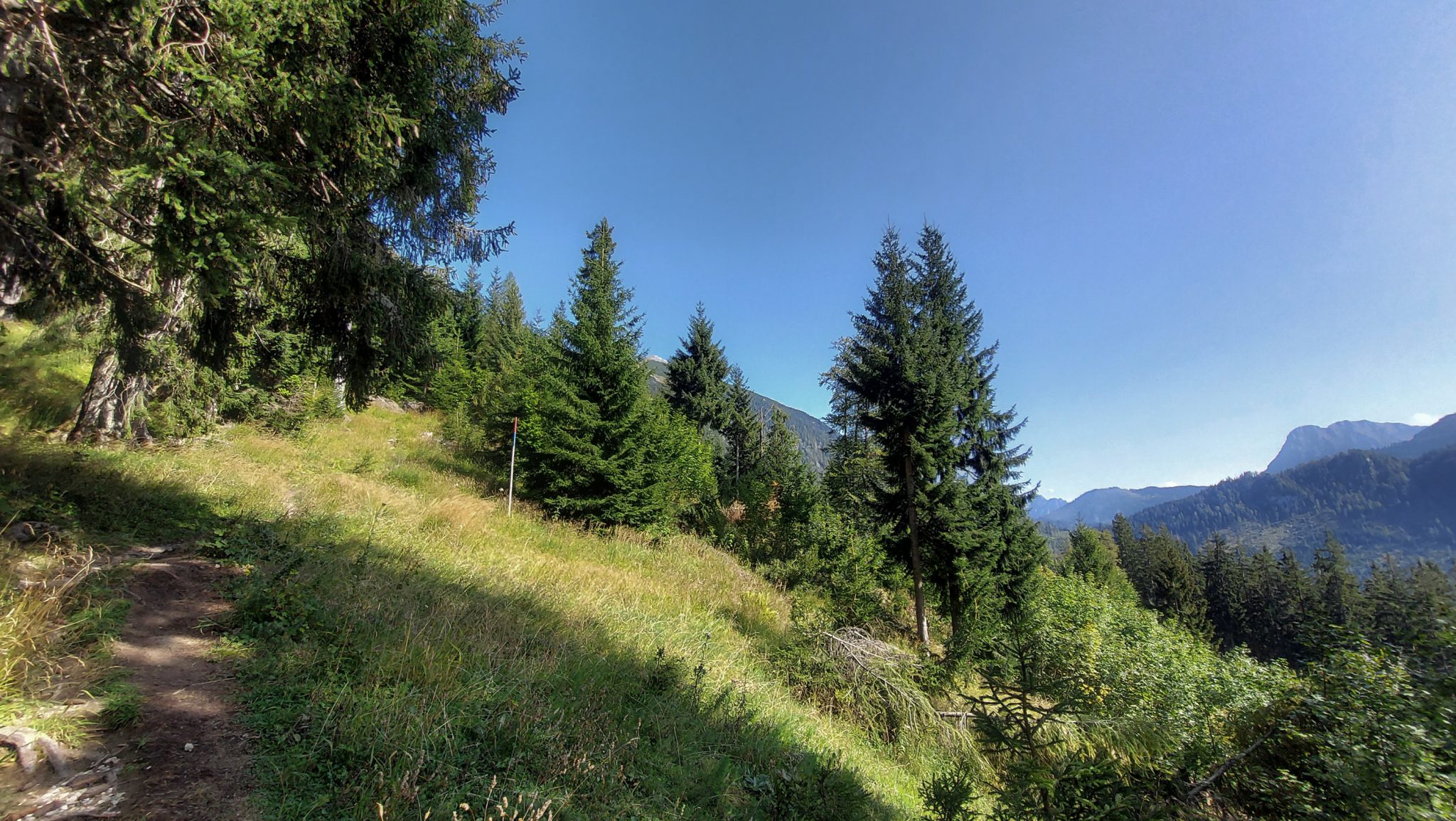 Wandern zur Ennstaler Hütte im Nationalpark Gesäuse im Bundesland Steiermark in Österreich, Wanderweg in den Ennstaler Alpen ab Parkplatz Gstatterboden, Blick auf den Wanderweg zur Ennstaler Hütte umgeben von dichtem Wald, der breite Wanderweg hat sich in schmalen Pfad gewandelt mit kühlendem Schatten der Bäume, saftig grüne Vegetation und weite Aussichten auf die Berge im Gesäuse
