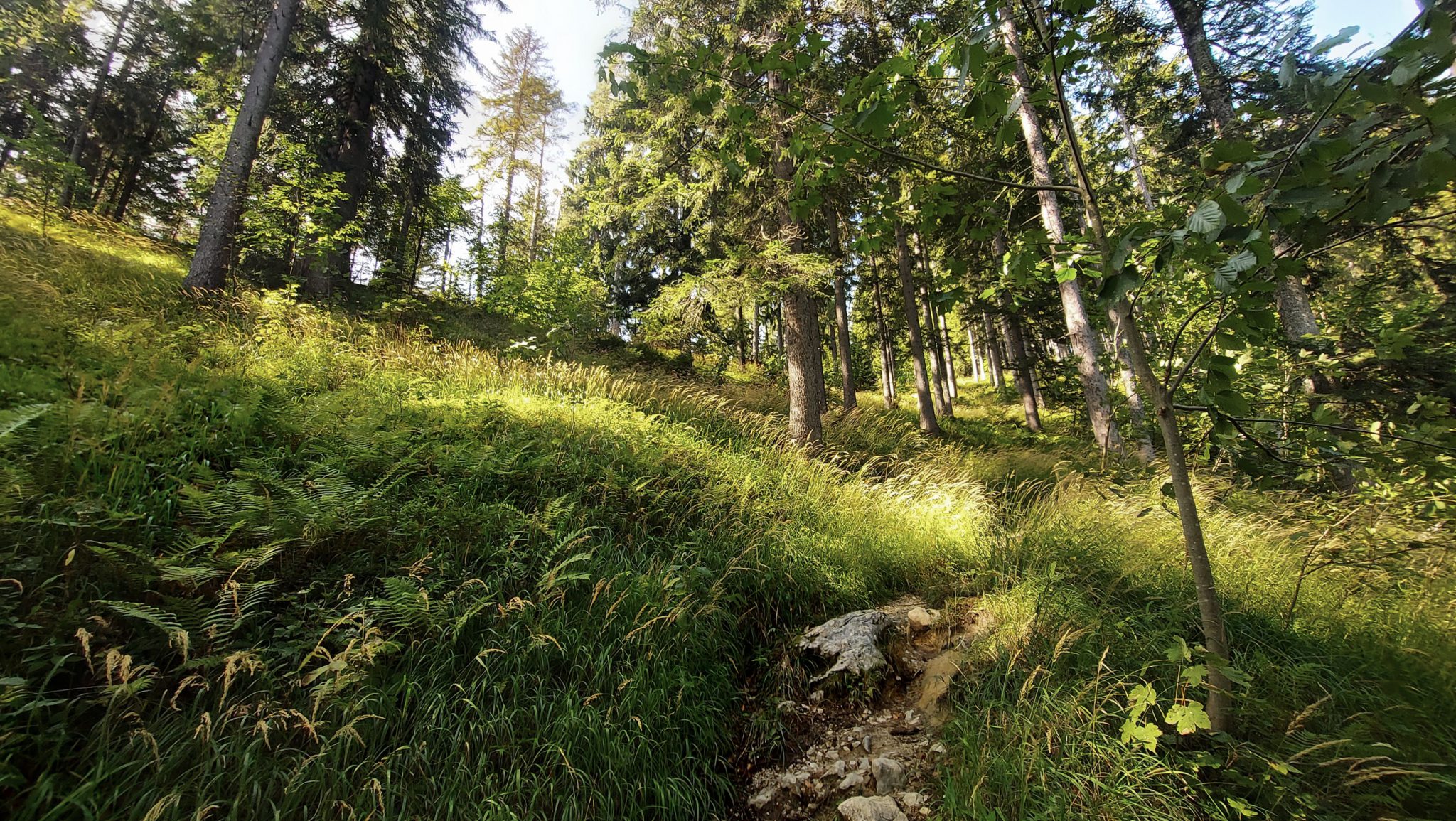 Wandern zur Ennstaler Hütte im Nationalpark Gesäuse im Bundesland Steiermark in Österreich, Wanderweg in den Ennstaler Alpen ab Parkplatz Gstatterboden, Blick auf den Wanderweg zur Ennstaler Hütte umgeben von dichtem Wald, der breite Wanderweg hat sich in schmalen Pfad gewandelt mit kühlendem Schatten der Bäume, saftig grüne Vegetation