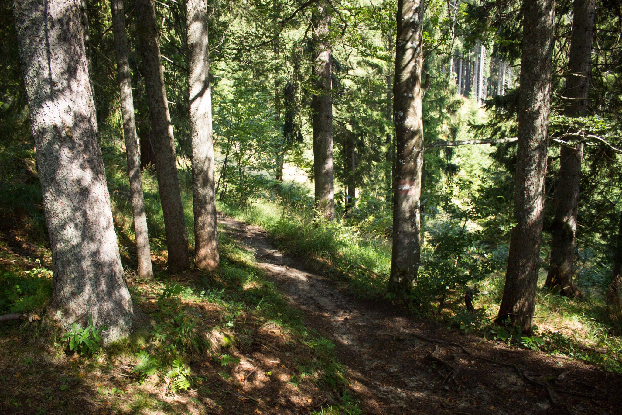 Wandern zur Ennstaler Hütte im Nationalpark Gesäuse im Bundesland Steiermark in Österreich, Wanderweg in den Ennstaler Alpen ab Parkplatz Gstatterboden, Blick auf den Wanderweg zur Ennstaler Hütte umgeben von dichtem Wald, der breite Wanderweg hat sich in schmalen Pfad gewandelt mit kühlendem Schatten der Bäume, saftig grüne Vegetation
