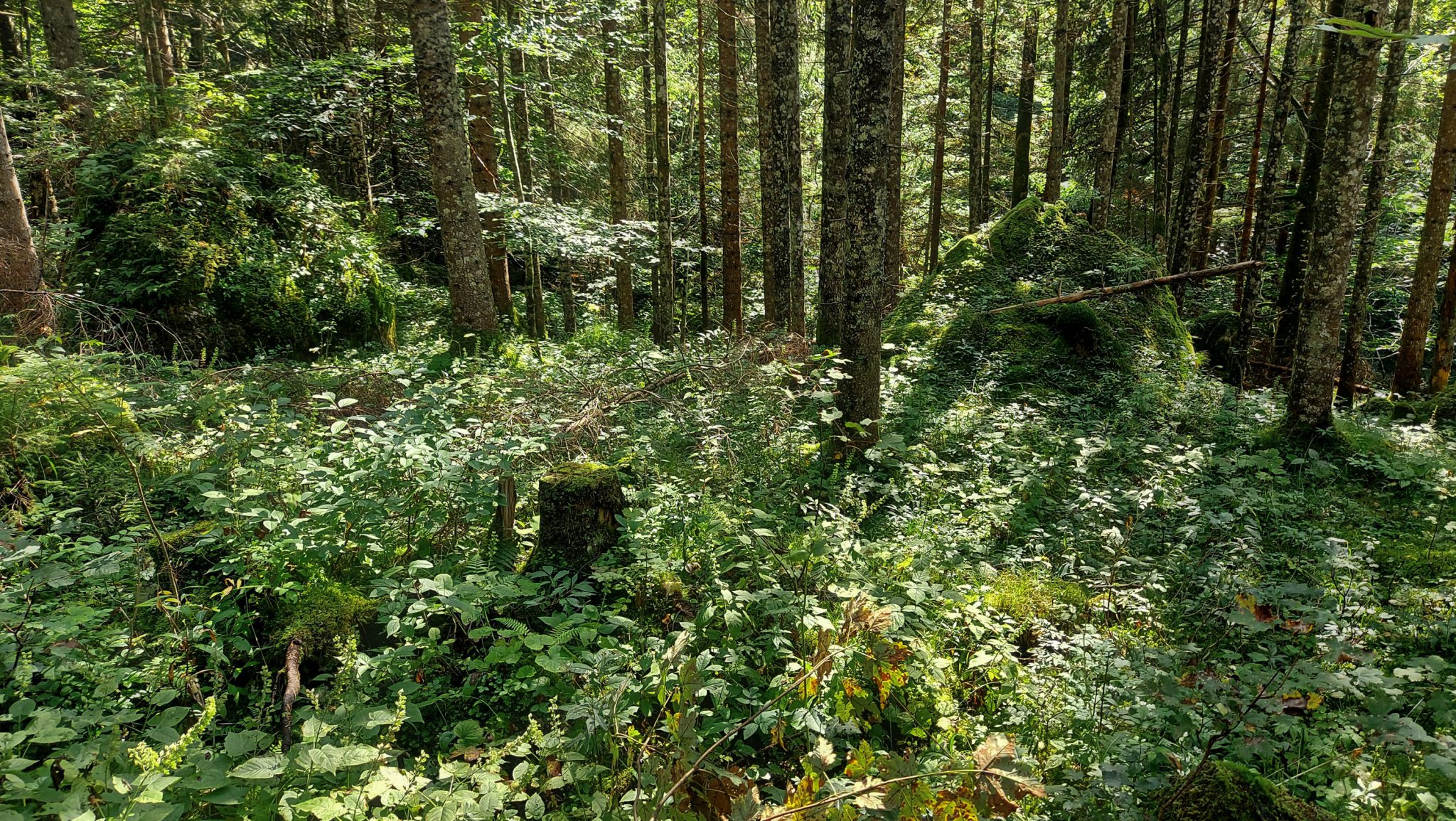 Wandern zur Ennstaler Hütte im Nationalpark Gesäuse im Bundesland Steiermark in Österreich, Wanderweg in den Ennstaler Alpen ab Parkplatz Gstatterboden, Blick vom Wanderweg zur Ennstaler Hütte auf die saftig grüne Vegetation am Wegesrand, umgeben von dichtem Wald mit kühlendem Schatten der Bäume