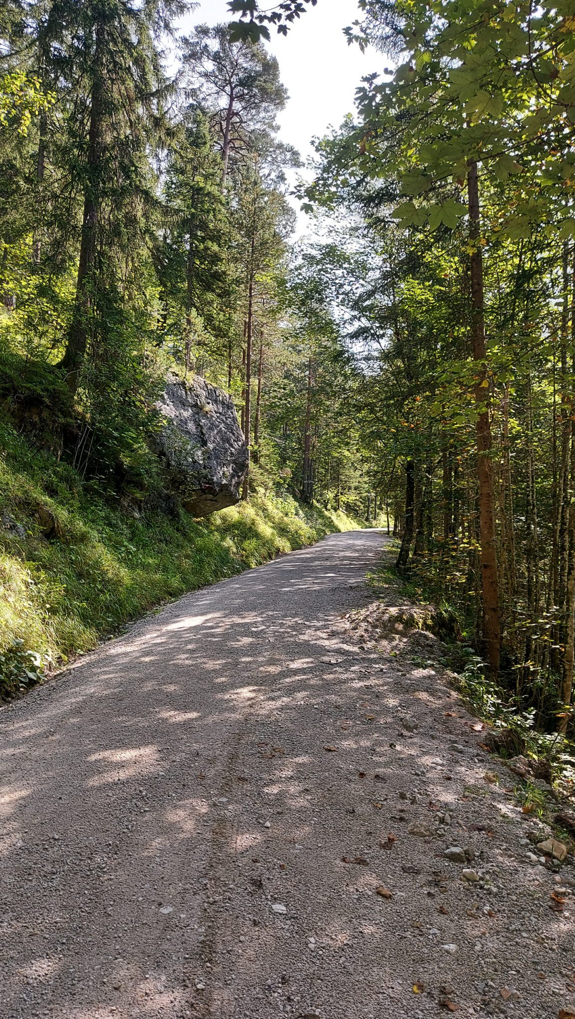 Wandern zur Ennstaler Hütte im Nationalpark Gesäuse im Bundesland Steiermark in Österreich, Wanderweg in den Ennstaler Alpen ab Parkplatz Gstatterboden, Blick auf den Wanderweg zur Ennstaler Hütte umgeben von dichtem Wald, zunächst breiter Wanderweg mit kühlendem Schatten der Bäume, saftig grüne Vegetation