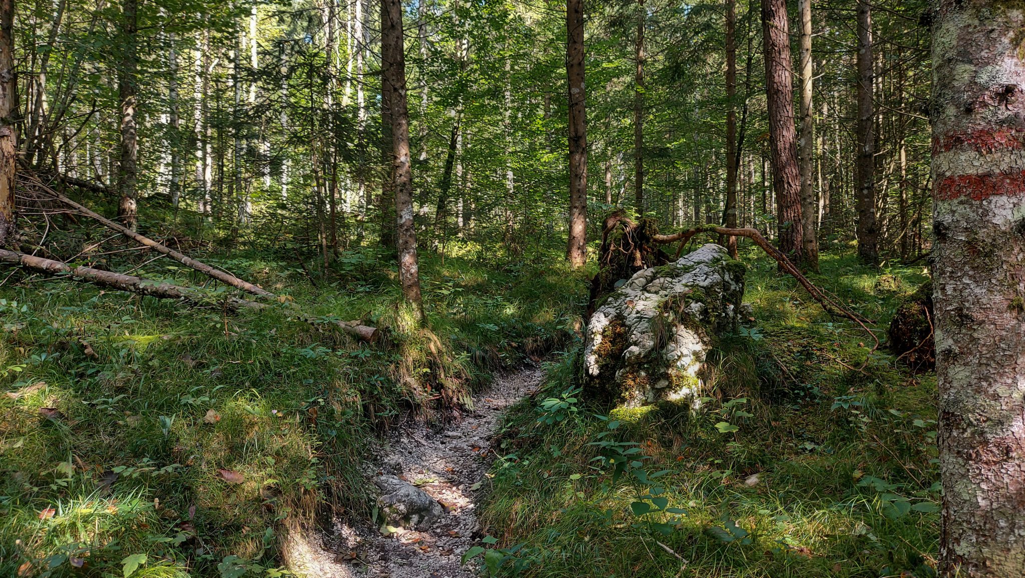 Wandern zur Ennstaler Hütte im Nationalpark Gesäuse im Bundesland Steiermark in Österreich, Wanderweg in den Ennstaler Alpen ab Parkplatz Gstatterboden, Blick auf den Wanderweg zur Ennstaler Hütte umgeben von dichtem Wald, der breite Wanderweg hat sich in schmalen Pfad gewandelt mit kühlendem Schatten der Bäume, saftig grüne Vegetation, Markierung des Weges an einem Baum
