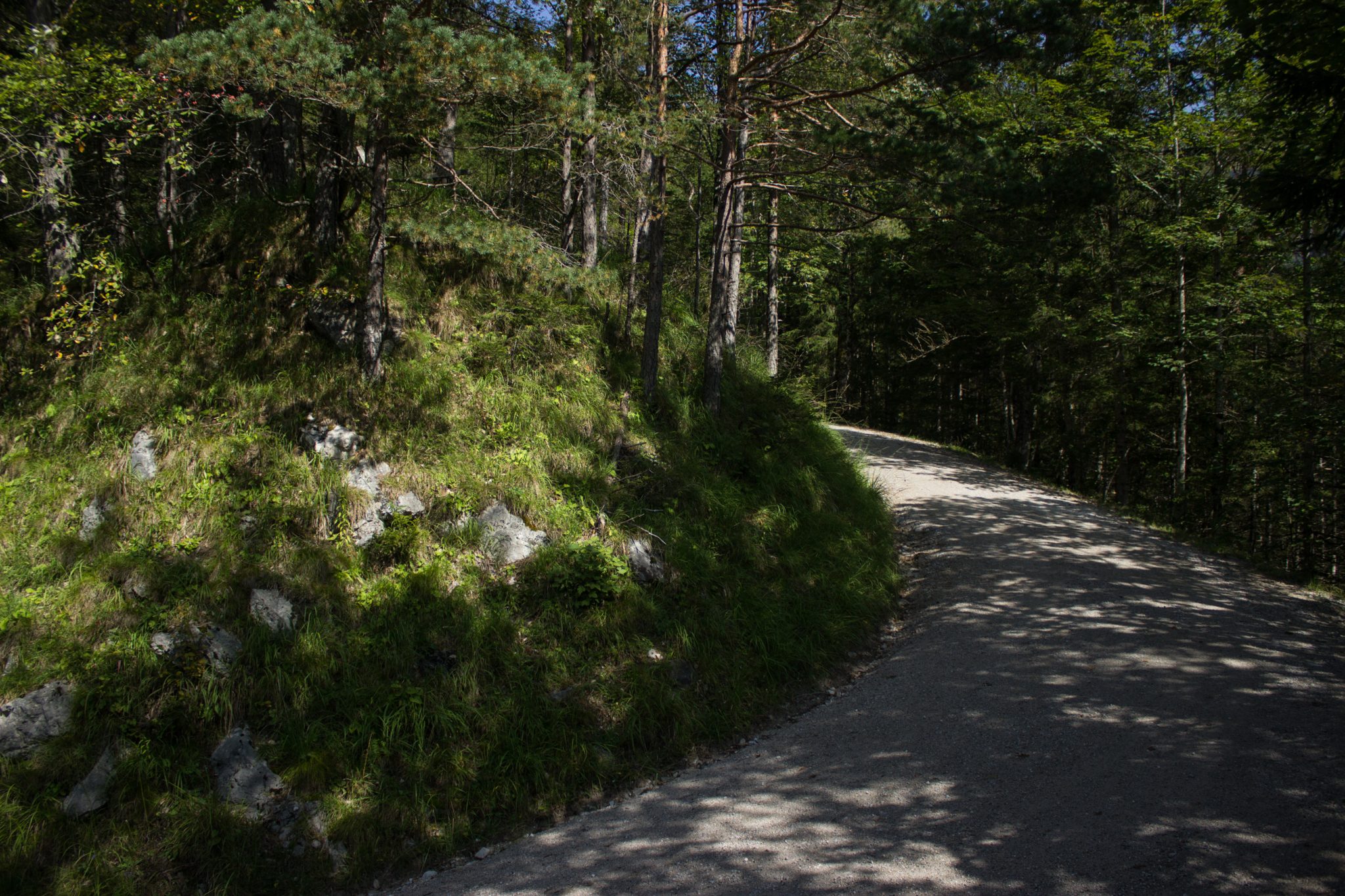Wandern zur Ennstaler Hütte im Nationalpark Gesäuse im Bundesland Steiermark in Österreich, Wanderweg in den Ennstaler Alpen ab Parkplatz Gstatterboden, Blick auf den Wanderweg zur Ennstaler Hütte umgeben von dichtem Wald, zunächst breiter Wanderweg mit kühlendem Schatten der Bäume, saftig grüne Vegetation