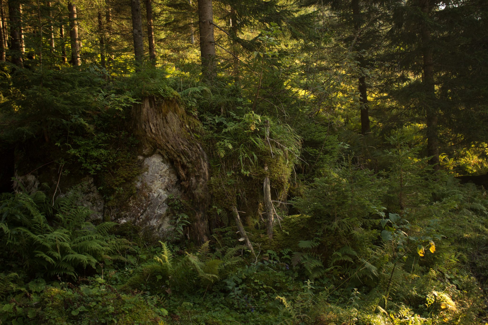 Wandern zur Ennstaler Hütte im Nationalpark Gesäuse im Bundesland Steiermark in Österreich, Wanderweg in den Ennstaler Alpen ab Parkplatz Gstatterboden, Blick vom Wanderweg während des Rückwegs über die Hochscheibenalm von der Ennstaler Hütte, umgeben von dichtem Wald, kühlender Schatten durch die Bäume, saftig grüne Vegetation, untergehende Sonne lässt schönes Licht entstehen