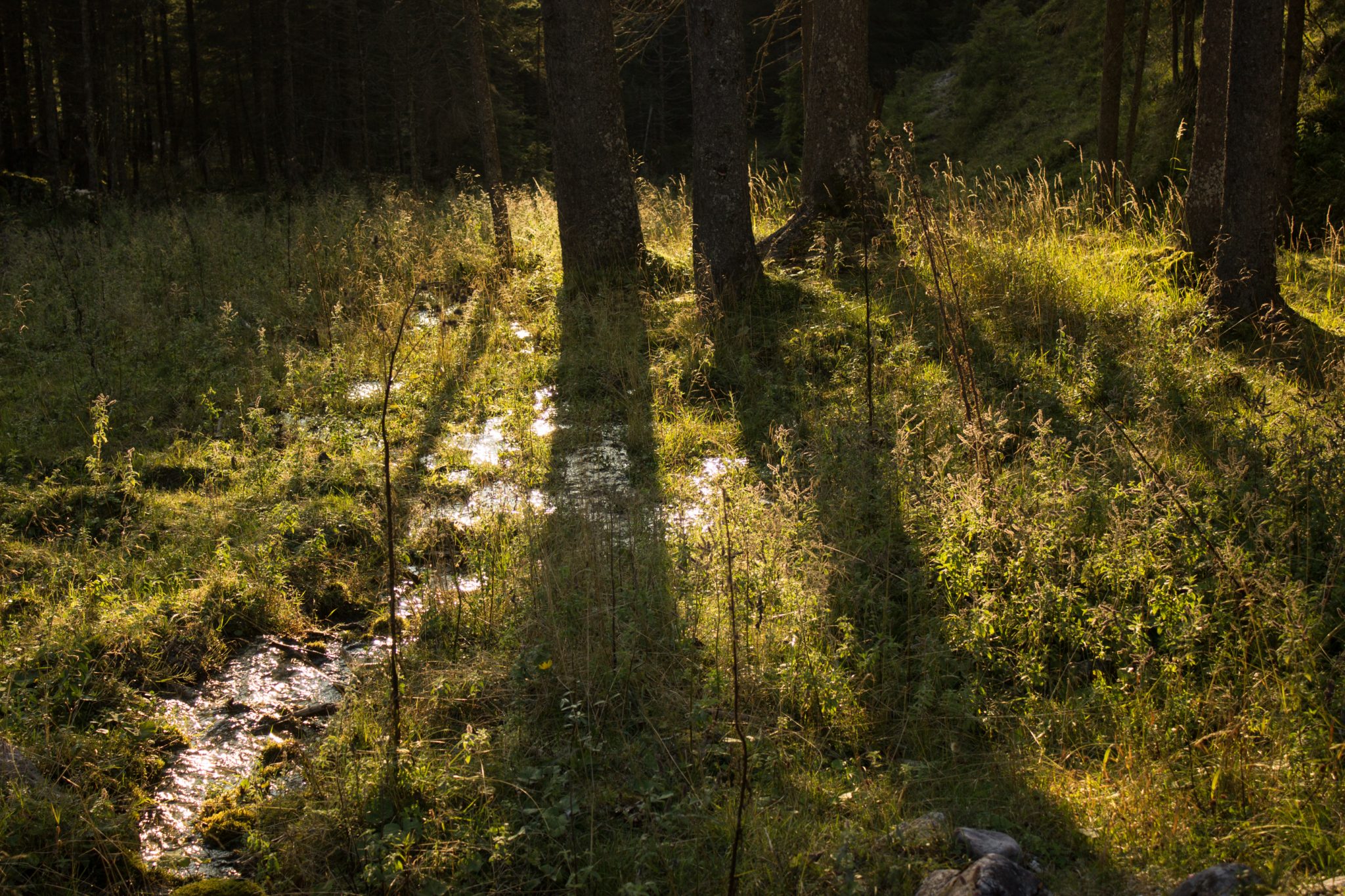 Wandern zur Ennstaler Hütte im Nationalpark Gesäuse im Bundesland Steiermark in Österreich, Wanderweg in den Ennstaler Alpen ab Parkplatz Gstatterboden, Blick vom Wanderweg während des Rückwegs über die Hochscheibenalm von der Ennstaler Hütte, umgeben von dichtem Wald, kühlender Schatten durch die Bäume, saftig grüne Vegetation, untergehende Sonne lässt schönes Licht entstehen