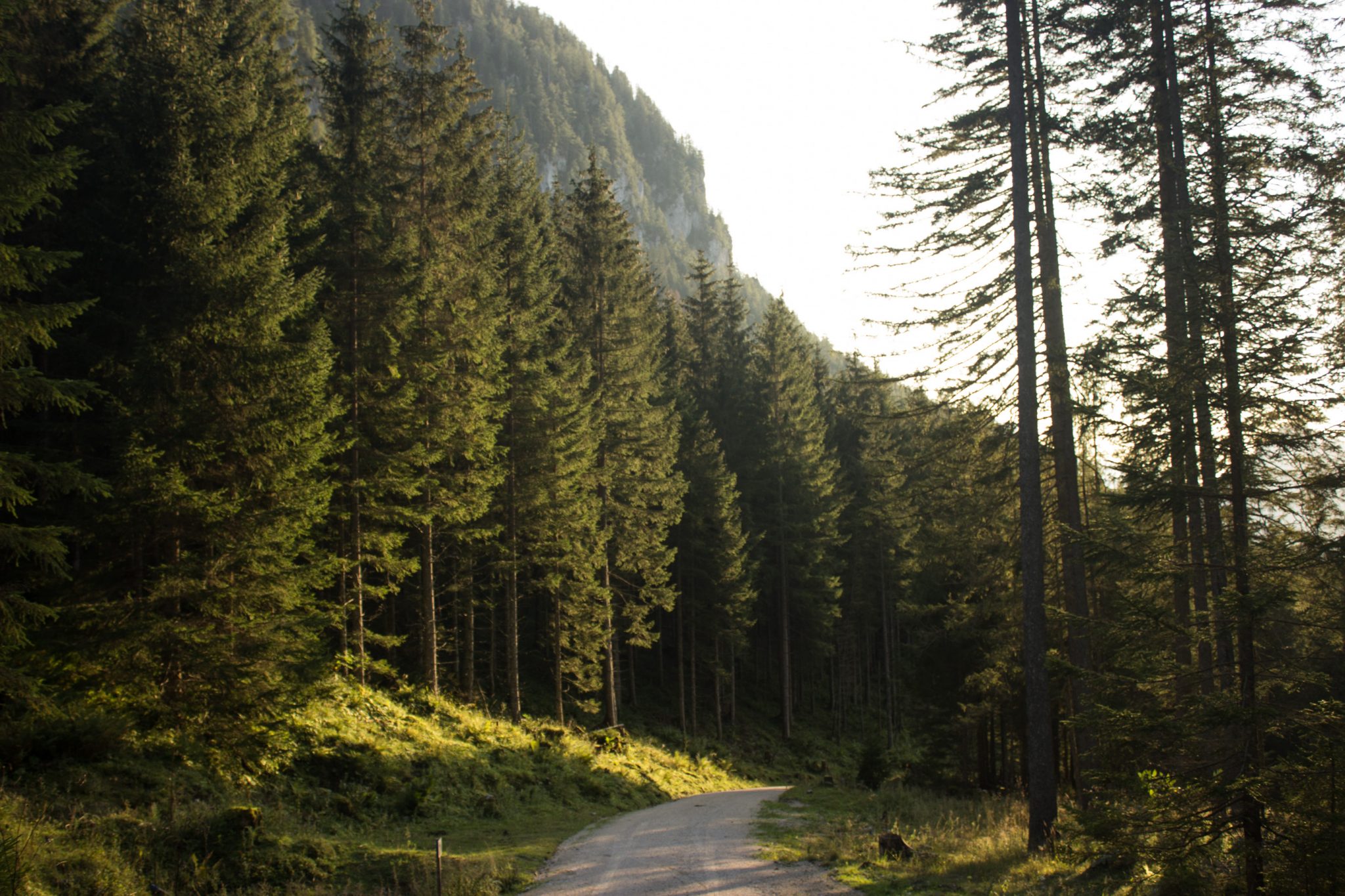 Wandern zur Ennstaler Hütte im Nationalpark Gesäuse im Bundesland Steiermark in Österreich, Wanderweg in den Ennstaler Alpen ab Parkplatz Gstatterboden, Blick auf den Wanderweg beim Rückweg über die Hochscheibenalm von der Ennstaler Hütte, umgeben von dichtem Wald, breiterer Wanderweg mit kühlendem Schatten der Bäume, saftig grüne Vegetation, untergehende Sonne lässt schönes Licht entstehen