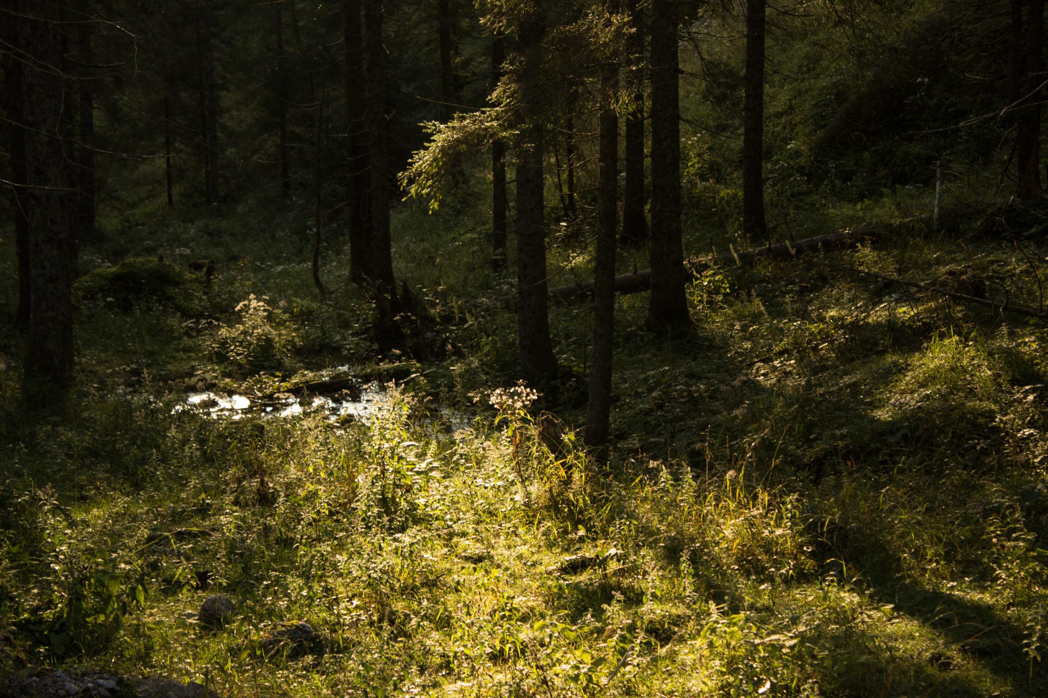 Wandern zur Ennstaler Hütte im Nationalpark Gesäuse im Bundesland Steiermark in Österreich, Wanderweg in den Ennstaler Alpen ab Parkplatz Gstatterboden, Blick vom Wanderweg während des Rückwegs über die Hochscheibenalm von der Ennstaler Hütte, umgeben von dichtem Wald, kühlender Schatten durch die Bäume, saftig grüne Vegetation, untergehende Sonne lässt schönes Licht entstehen