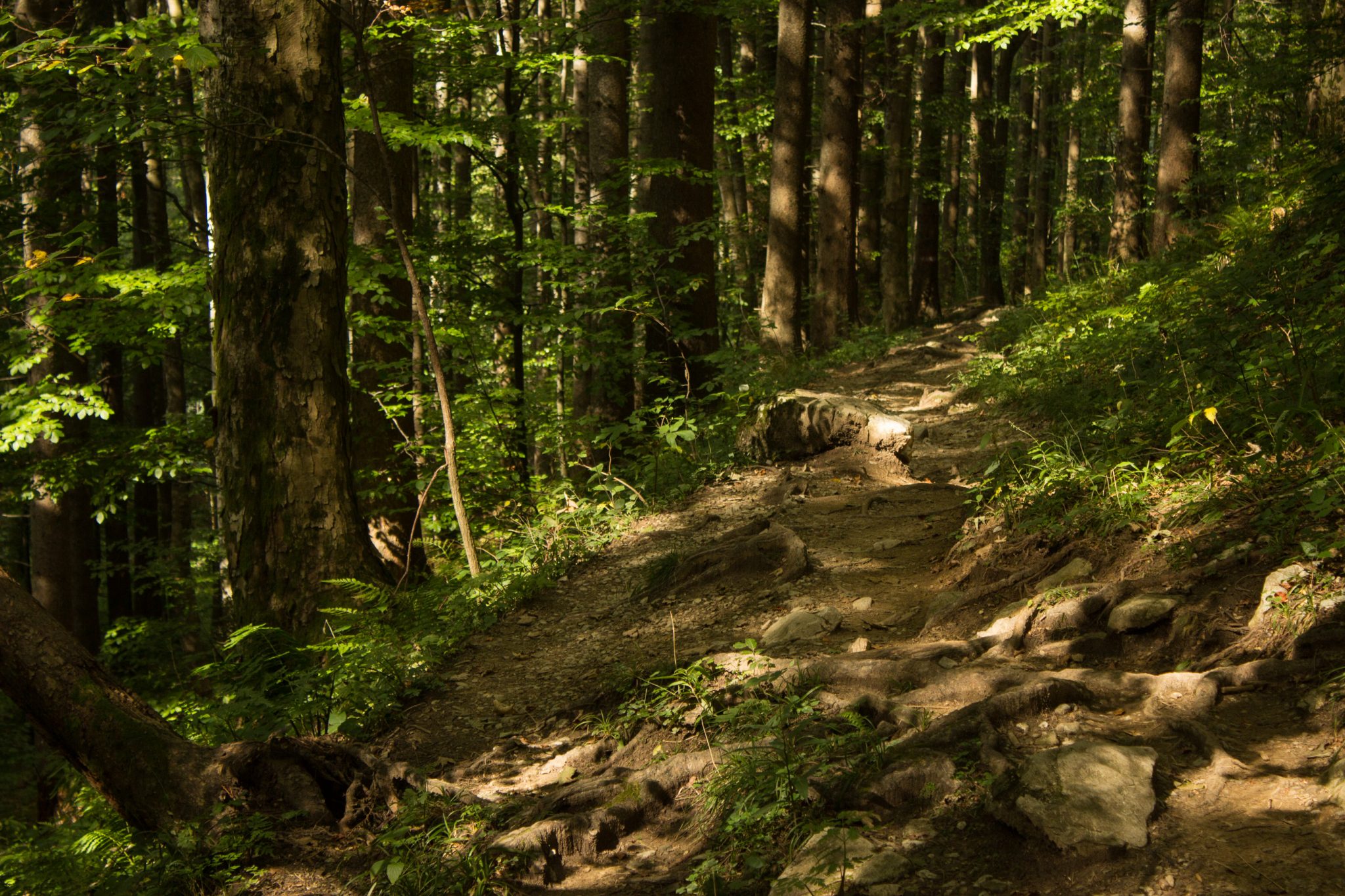 Wanderung zur Ennser Hütte und auf den Almkogel vom Parkplatz Bamacher bei  Großraming in Oberösterreich, Nationalpark-Region Ennstal, Wanderweg führt mäßig ansteigend durch dichten und schönen Wald, kühlender Schatten im Sommer