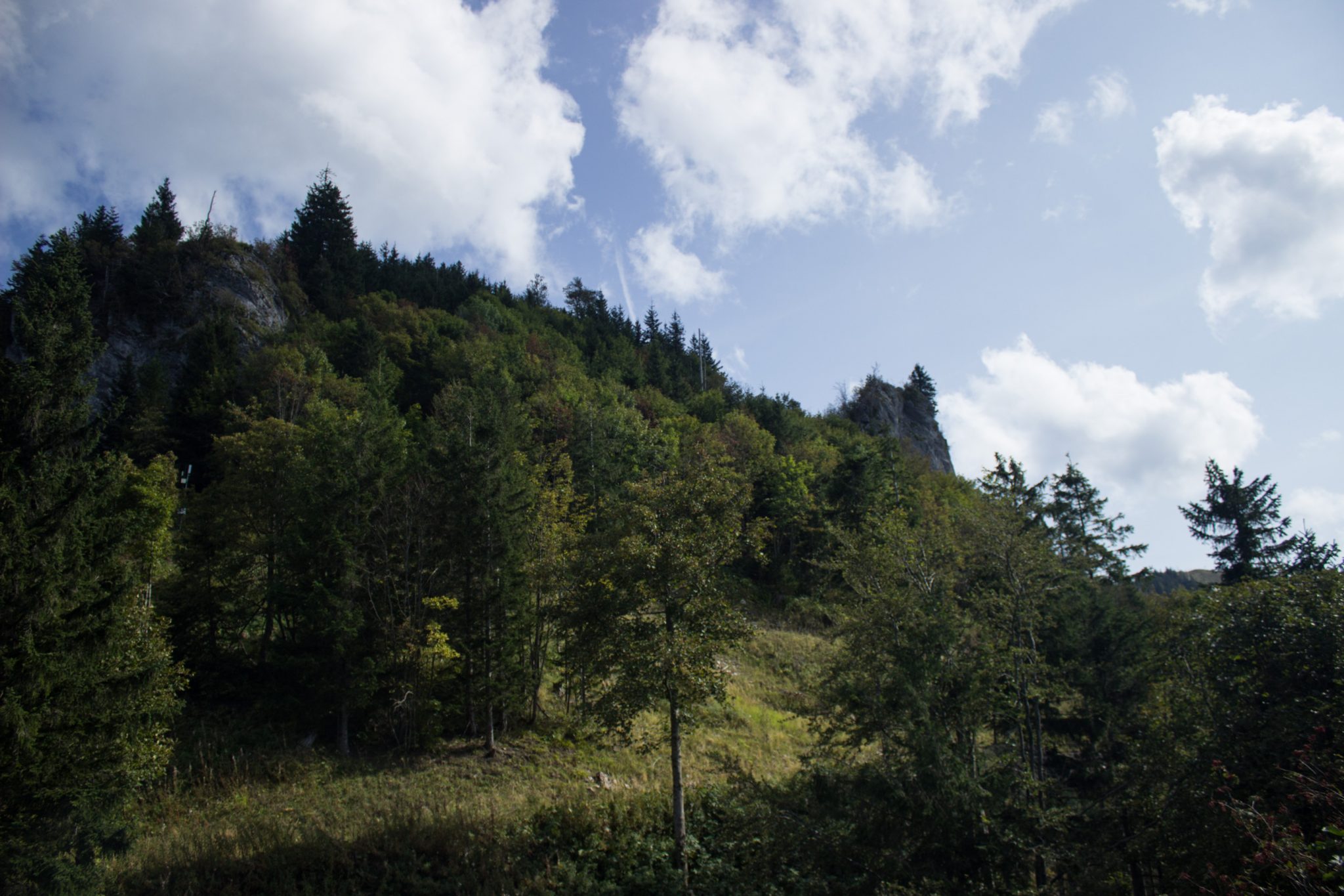 Wanderung zur Ennser Hütte und auf den Almkogel vom Parkplatz Bamacher bei  Großraming in Oberösterreich, Nationalpark-Region Ennstal, Wanderweg stets umgeben von dichten Wäldern und grüner Vegetation in den Oberösterreichischen Voralpen