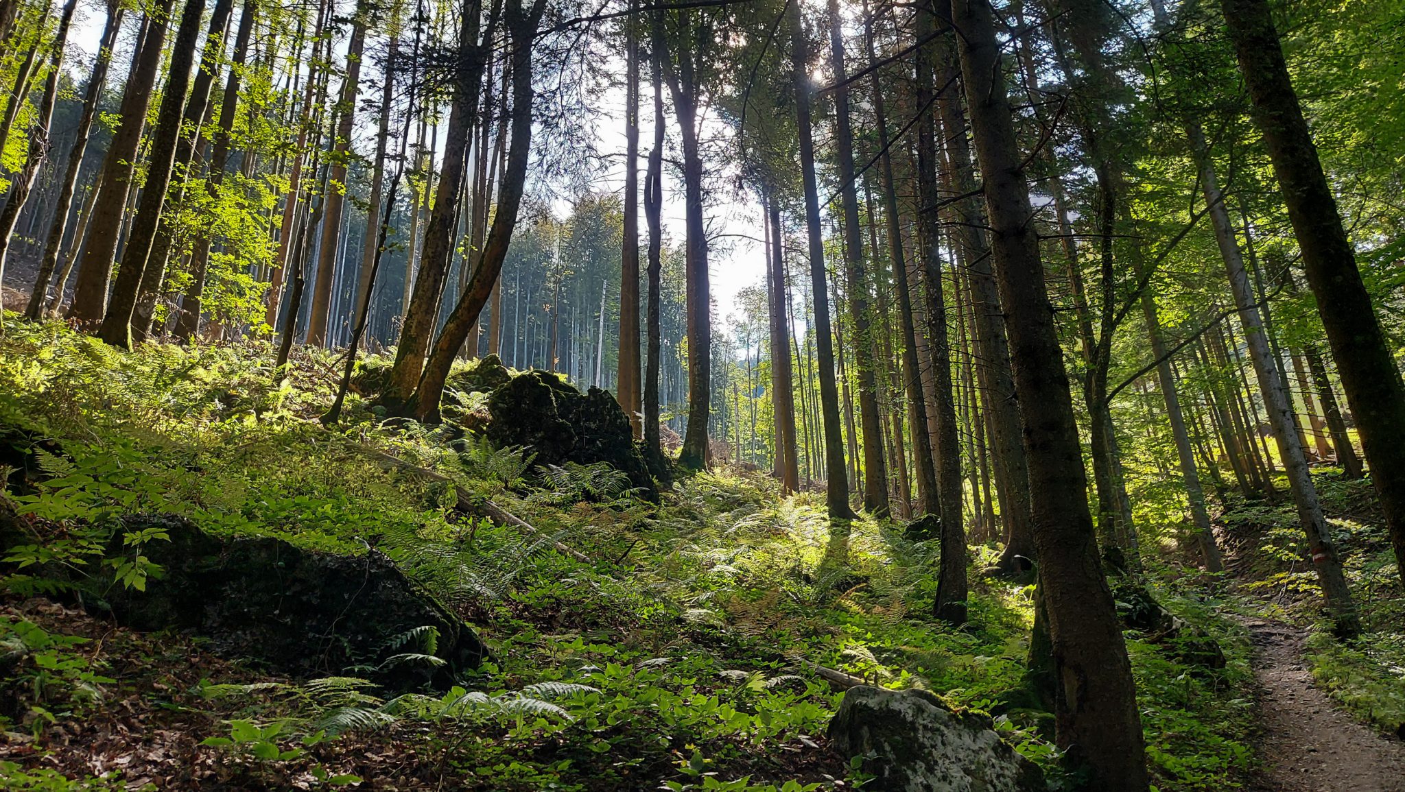 Wanderung zur Ennser Hütte und auf den Almkogel vom Parkplatz Bamacher bei  Großraming in Oberösterreich, Nationalpark-Region Ennstal, schmaler Wanderweg führt mäßig ansteigend durch schönen Wald, kühlender Schatten im Sommer, Farne wachsen am Waldboden