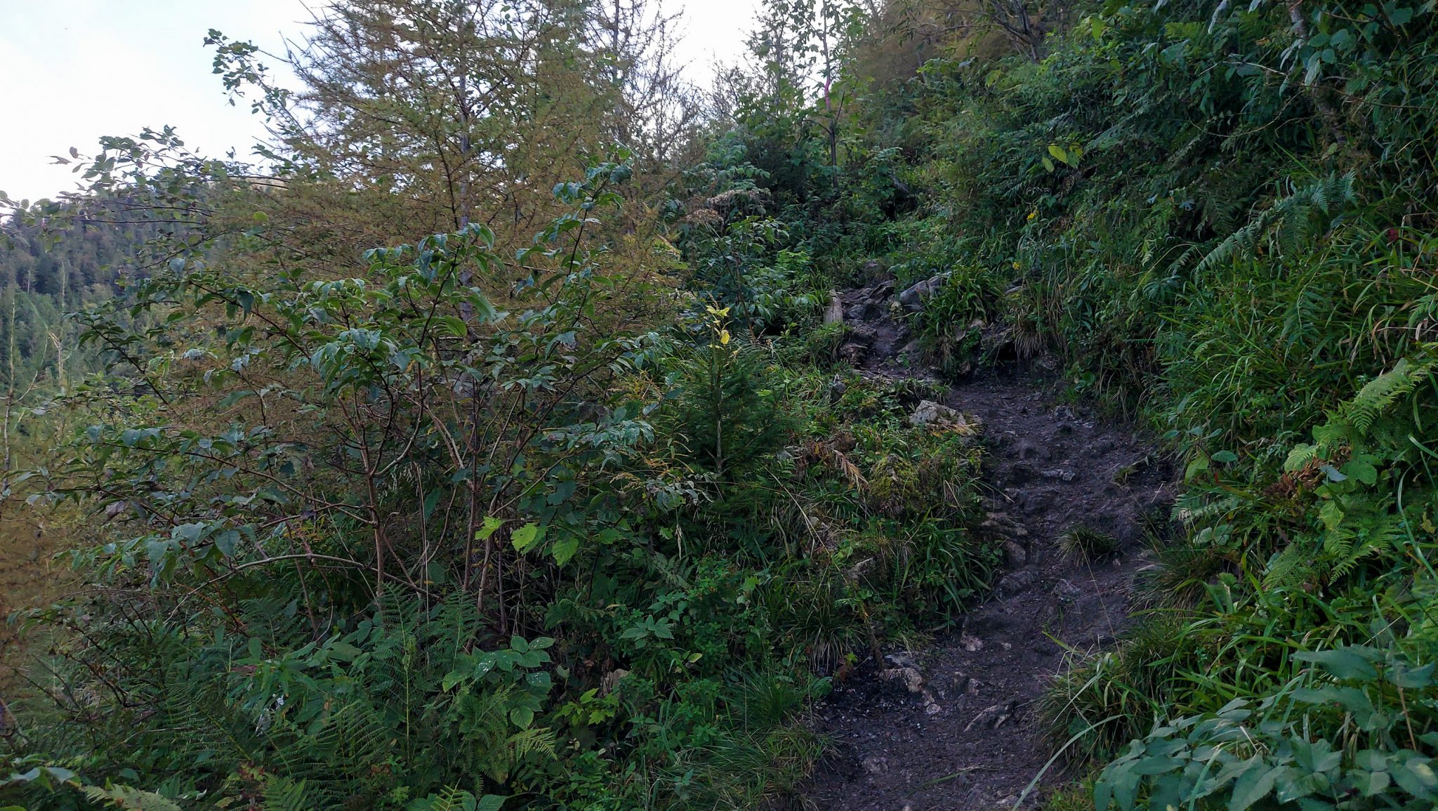 Wanderung zur Ennser Hütte und auf den Almkogel vom Parkplatz Bamacher bei  Großraming in Oberösterreich, Nationalpark-Region Ennstal, schmaler Wanderweg führt mäßig ansteigend am Berg entlang, umgeben von dichter grüner Vegetation