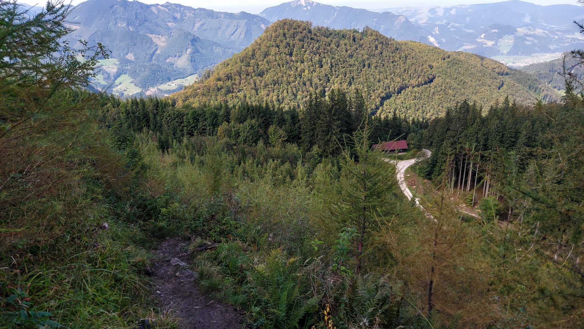 Wanderung zur Ennser Hütte und auf den Almkogel vom Parkplatz Bamacher bei  Großraming in Oberösterreich, Nationalpark-Region Ennstal, Wanderweg führt mäßig ansteigend am Berg entlang, umgeben von schönem Wald und dichter Vegetation, Aussicht auf die weite Bergwelt und eine kleine Hütte am Waldrand