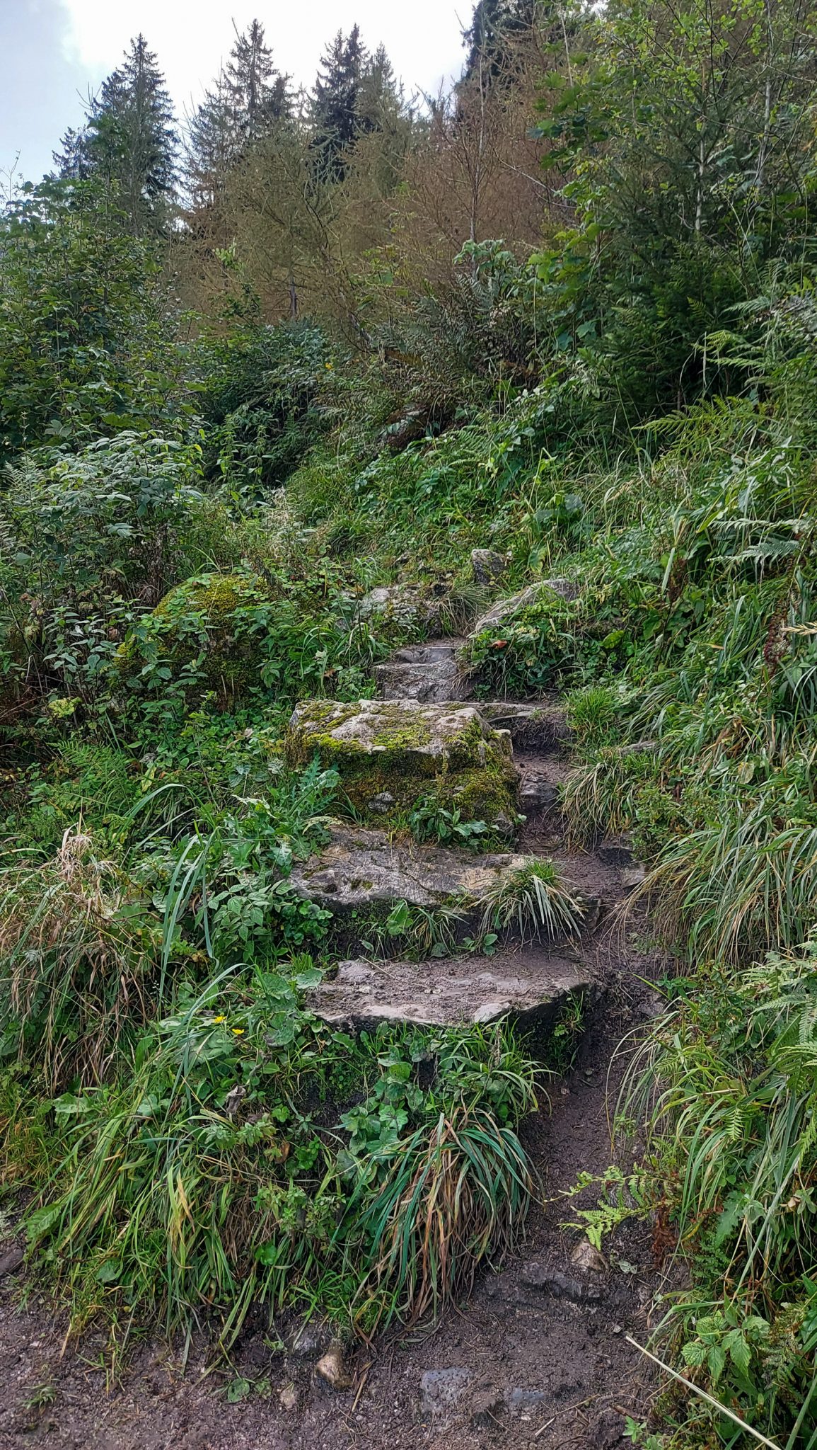 Wanderung zur Ennser Hütte und auf den Almkogel vom Parkplatz Bamacher bei  Großraming in Oberösterreich, Nationalpark-Region Ennstal, schmaler Wanderweg führt mäßig ansteigend, teilweise auch steil, am Berghang entlang, umgeben von dichter grüner Vegetation