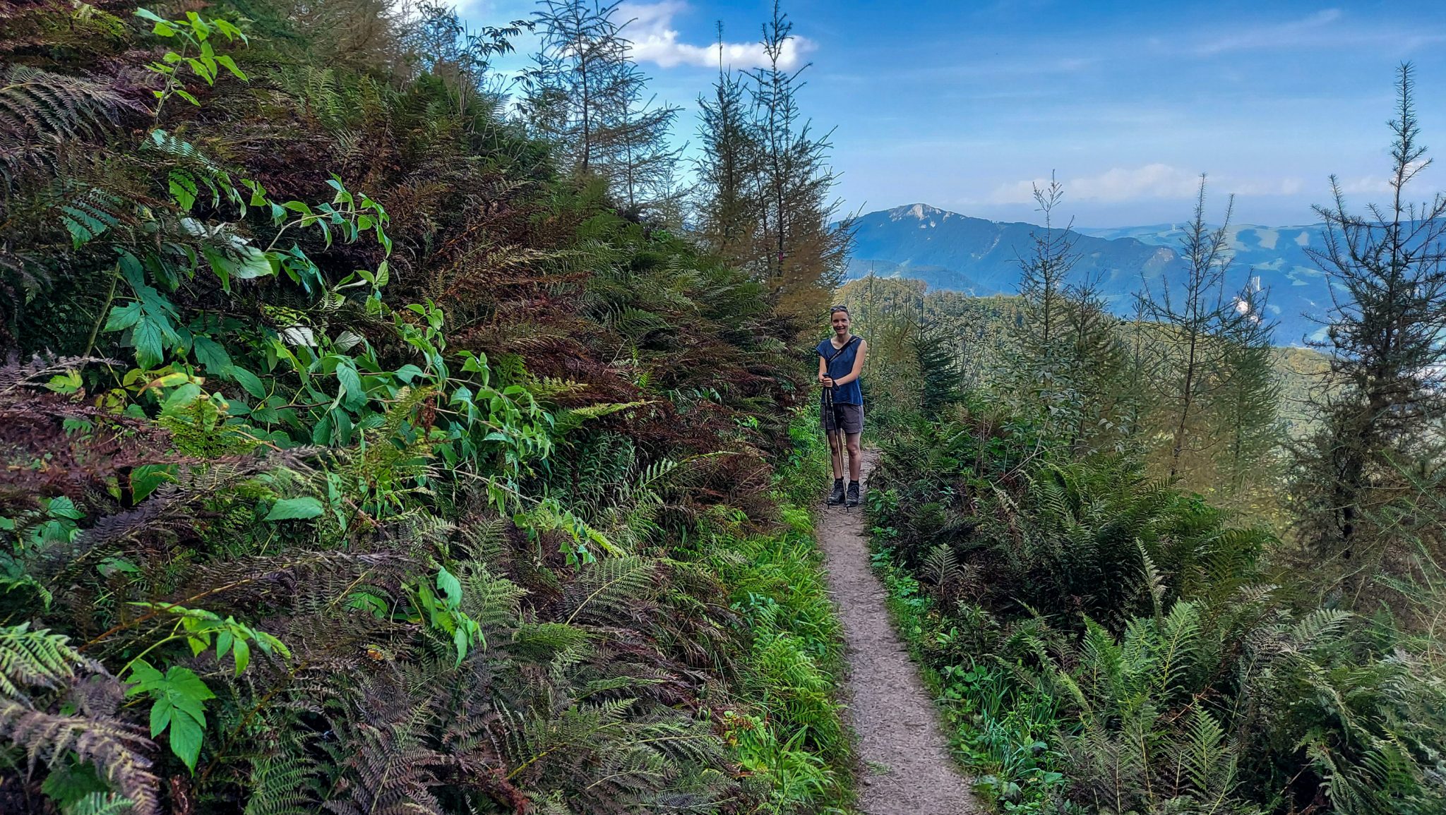 Wanderung zur Ennser Hütte und auf den Almkogel vom Parkplatz Bamacher bei  Großraming in Oberösterreich, Nationalpark-Region Ennstal, Wanderer unterwegs auf schmalem Wanderweg, dieser führt mäßig ansteigend am Berghang entlang, umgeben von dichter grüner Vegetation, im Hintergrund weite Aussicht auf die Bergwelt der Oberösterreichischen Voralpen