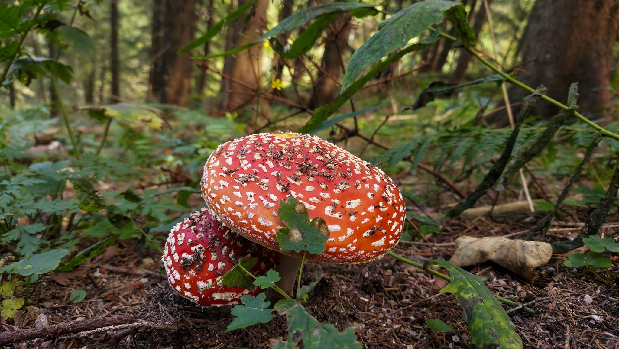 Wanderung zur Ennser Hütte und auf den Almkogel vom Parkplatz Bamacher bei  Großraming in Oberösterreich, Nationalpark-Region Ennstal, Fliegenpilze wachsen am Wegesrand