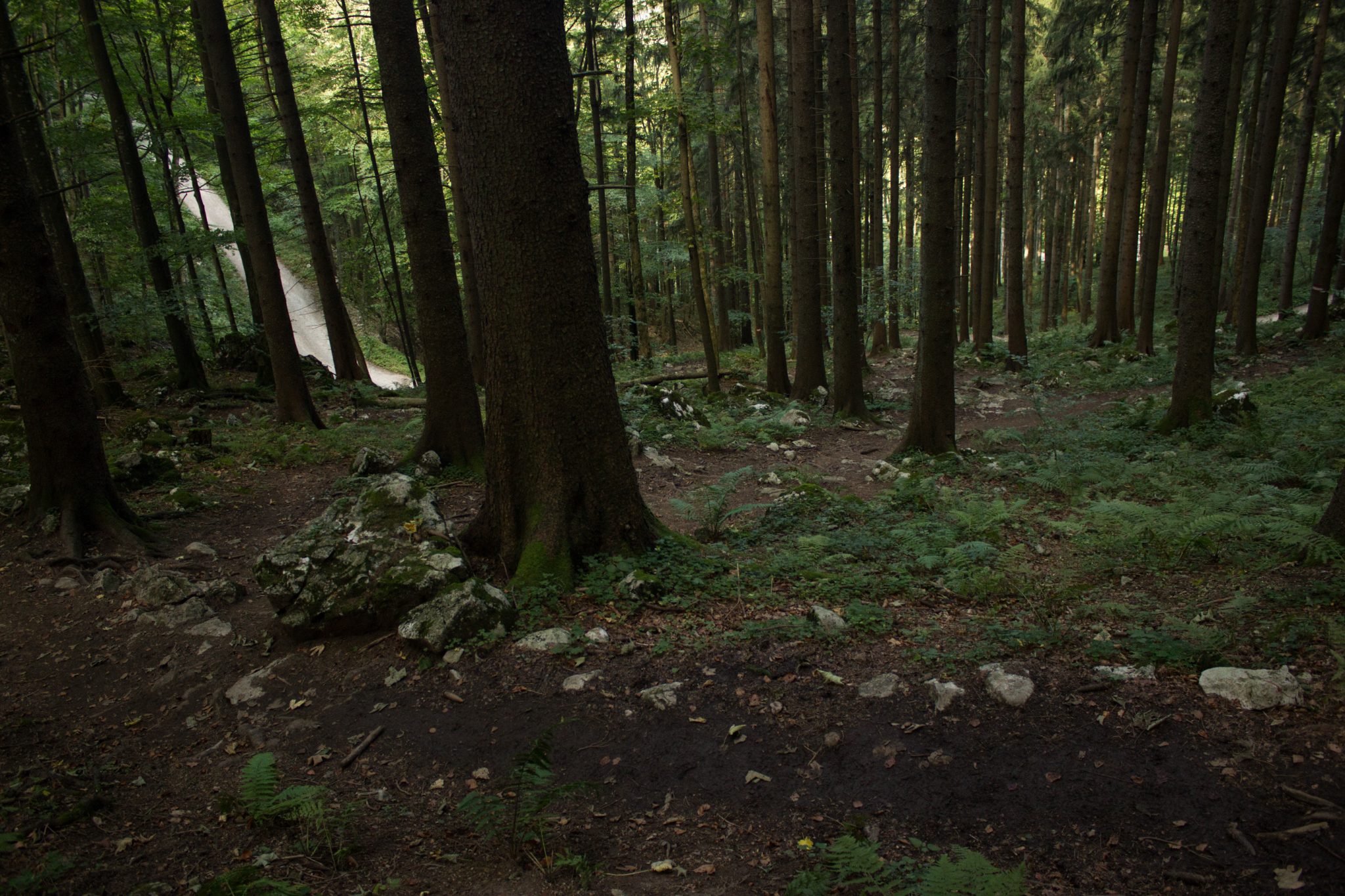 Wanderung zur Ennser Hütte und auf den Almkogel vom Parkplatz Bamacher bei  Großraming in Oberösterreich, Nationalpark-Region Ennstal, Wanderweg führt mäßig ansteigend durch dichten und schönen Wald, kühlender Schatten im Sommer