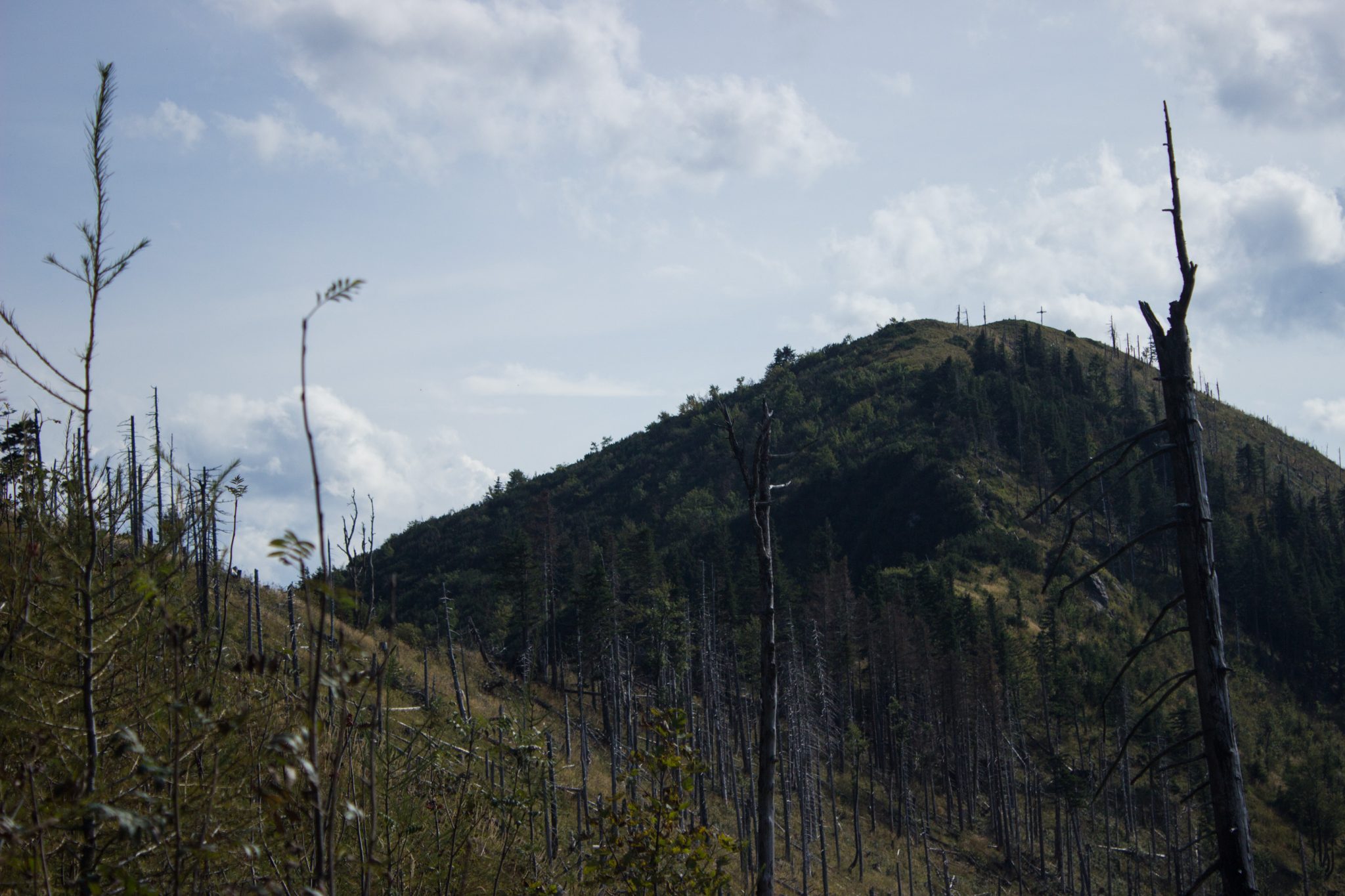 Wanderung zur Ennser Hütte und auf den Almkogel vom Parkplatz Bamacher bei  Großraming in Oberösterreich, Nationalpark-Region Ennstal, nach Erreichen der Ennser Hütte geht es weiter auf den Almkogel, Blick auf den Almkogel, der Witterung ausgesetzte, abgestorbene Bäume am Berghang