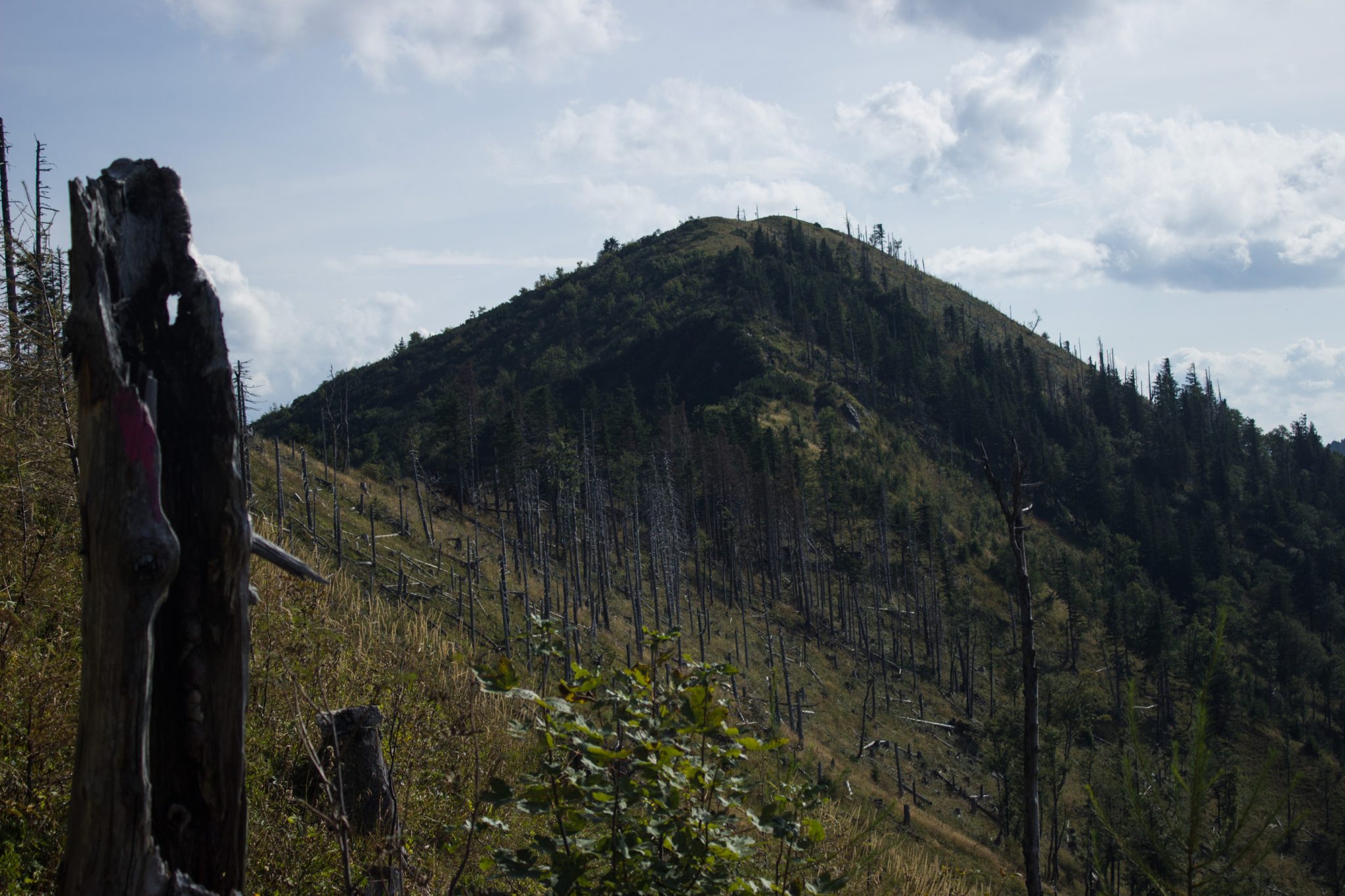 Wanderung zur Ennser Hütte und auf den Almkogel vom Parkplatz Bamacher bei  Großraming in Oberösterreich, Nationalpark-Region Ennstal, nach Erreichen der Ennser Hütte geht es weiter auf den Almkogel, Blick auf den Almkogel, der Witterung ausgesetzte, abgestorbene Bäume am Berghang