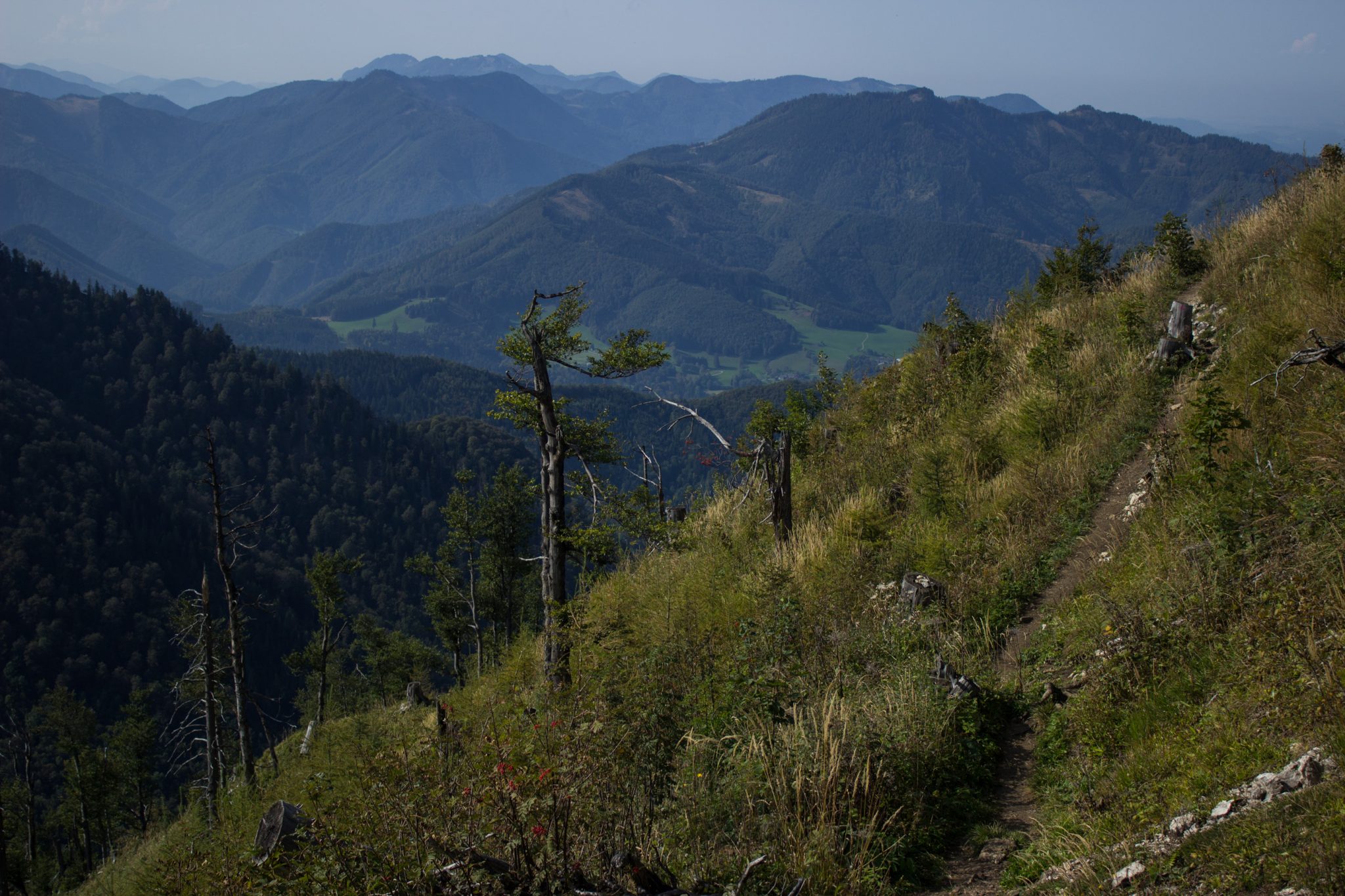 Wanderung zur Ennser Hütte und auf den Almkogel vom Parkplatz Bamacher bei  Großraming in Oberösterreich, Nationalpark-Region Ennstal, nach Erreichen der Ennser Hütte geht es weiter auf den Almkogel, sehr schmaler Wanderpfad am Berghang entlang, der Witterung ausgesetzte, teils abgestorbene Bäume stehen am Berghang, weite Aussicht auf die Bergwelt der Oberösterreichischen Voralpen