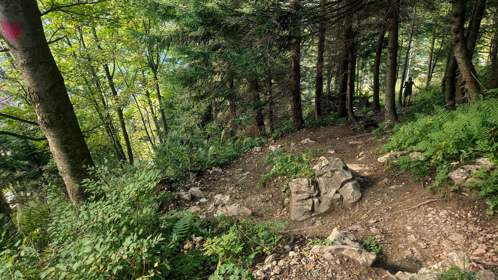 Wanderung zur Ennser Hütte und auf den Almkogel vom Parkplatz Bamacher bei  Großraming in Oberösterreich, Nationalpark-Region Ennstal, Wanderweg führt mäßig ansteigend und teilweise steil durch den Wald, Wanderweg ist an einigen Stellen zur Ennser Hütte auf Grund der Beliebtheit des Weges extrem ausgetreten