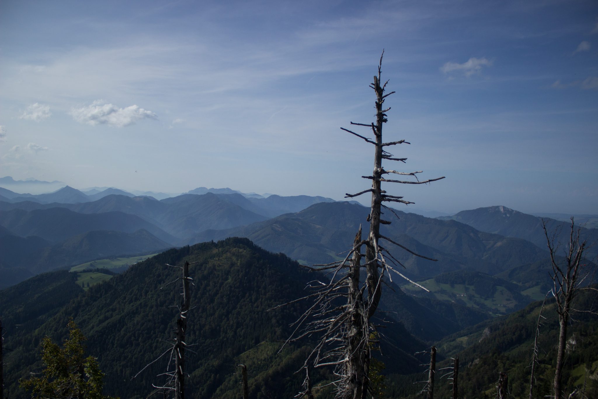 Wanderung zur Ennser Hütte und auf den Almkogel vom Parkplatz Bamacher bei  Großraming in Oberösterreich, Nationalpark-Region Ennstal, beim Almkogel gibt es eine weite und grandiose Aussicht auf die umliegende Bergwelt der Oberösterreichischen Voralpen, der Witterung ausgesetzte, teils abgestorbene Bäume stehen am Berghang