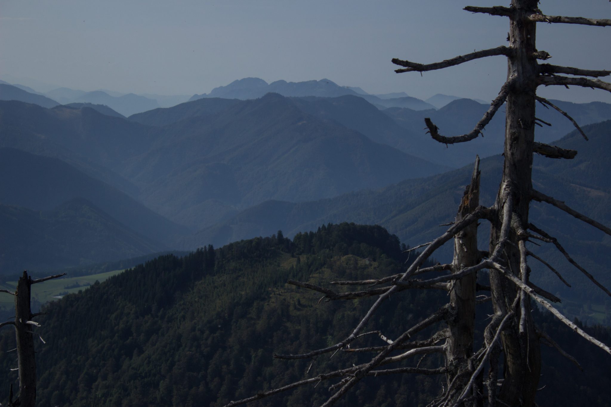 Wanderung zur Ennser Hütte und auf den Almkogel vom Parkplatz Bamacher bei  Großraming in Oberösterreich, Nationalpark-Region Ennstal, beim Almkogel gibt es eine weite und grandiose Aussicht auf die umliegende Bergwelt der Oberösterreichischen Voralpen, der Witterung ausgesetzte, teils abgestorbene Bäume stehen am Berghang
