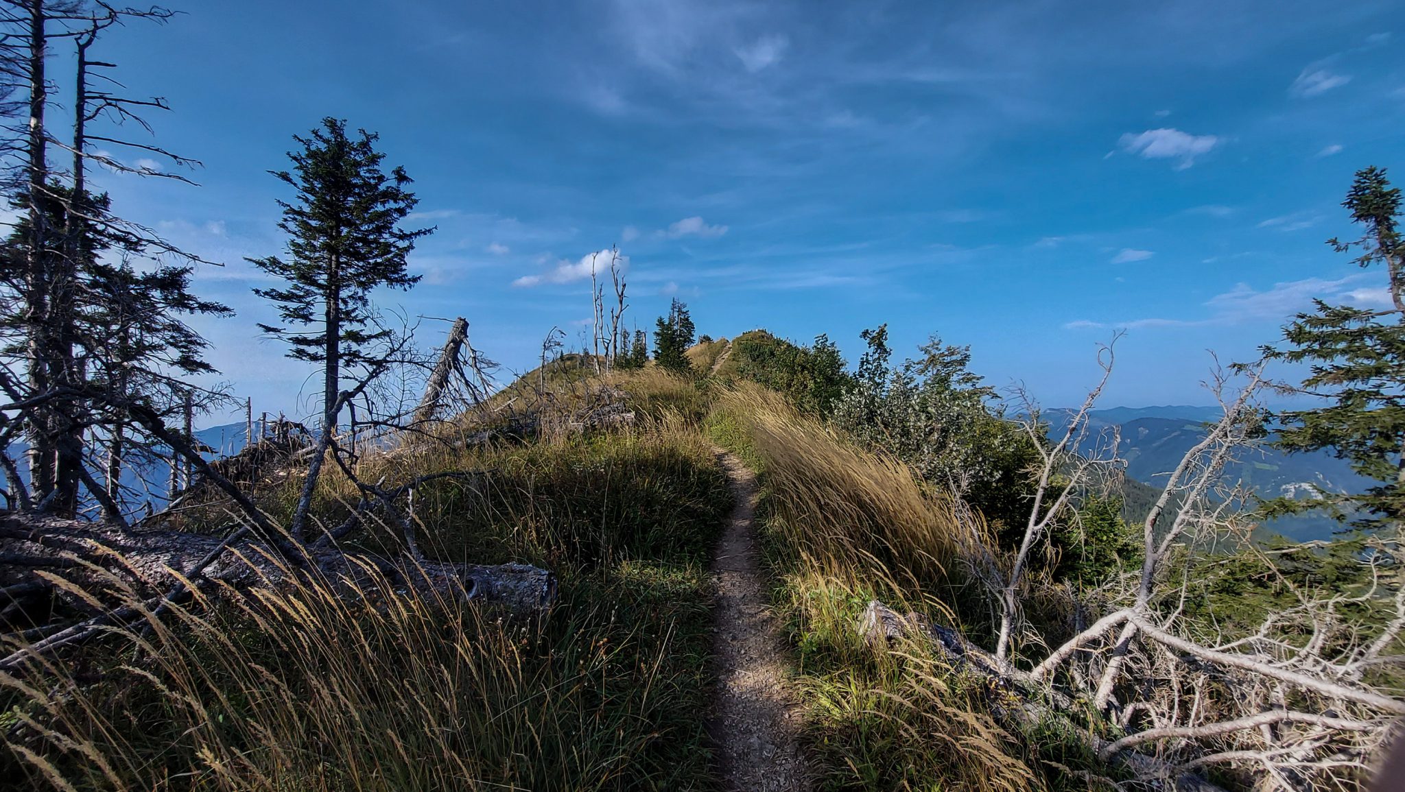 Wanderung zur Ennser Hütte und auf den Almkogel vom Parkplatz Bamacher bei  Großraming in Oberösterreich, Nationalpark-Region Ennstal, nach Erreichen der Ennser Hütte geht es weiter auf den Almkogel, sehr schmaler Wanderpfad führt zunächst am Berghang entlang und dann auf dem Bergkamm weiter bis zum Gipfelkreuz des Almkogels, weite Aussicht auf die Bergwelt der Oberösterreichischen Voralpen, der Witterung ausgesetzte, teils abgestorbene Bäume stehen am Berghang