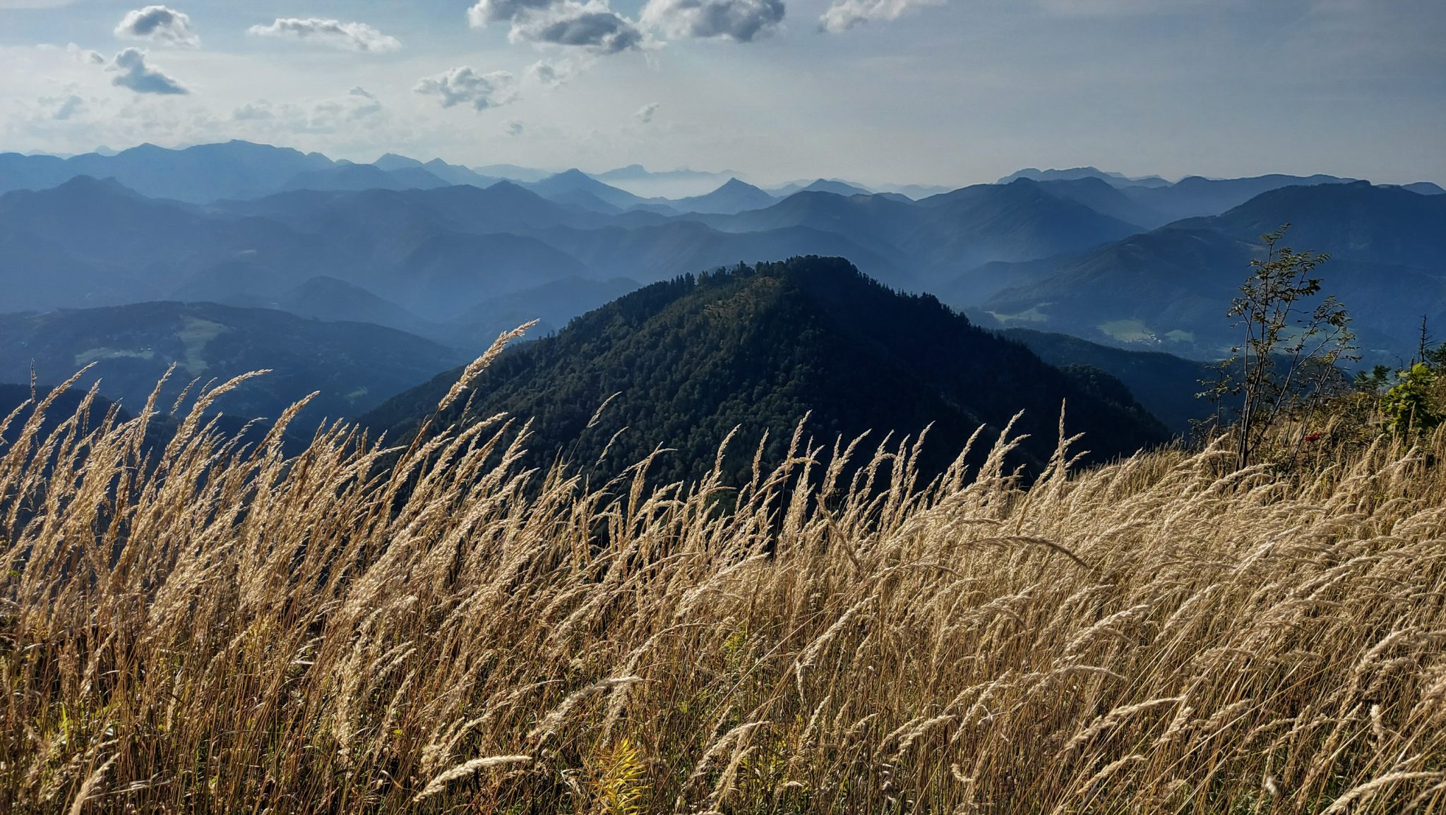 Wanderung zur Ennser Hütte und auf den Almkogel vom Parkplatz Bamacher bei  Großraming in Oberösterreich, Nationalpark-Region Ennstal, nach Erreichen der Ennser Hütte geht es weiter auf den Almkogel, sehr schmaler Wanderpfad führt zunächst am Berghang entlang und dann auf dem Bergkamm weiter bis zum Gipfelkreuz des Almkogels, weite Aussicht auf die Bergwelt der Oberösterreichischen Voralpen mit hohem Gras im Vordergrund