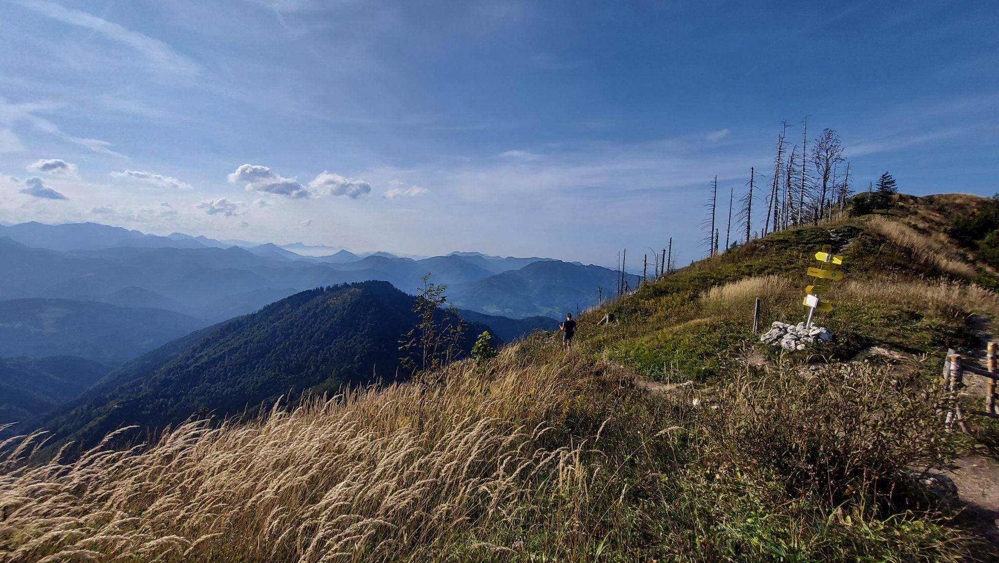 Wanderung zur Ennser Hütte und auf den Almkogel vom Parkplatz Bamacher bei  Großraming in Oberösterreich, Nationalpark-Region Ennstal, nach Erreichen der Ennser Hütte geht es weiter auf den Almkogel, Wanderer unterwegs auf sehr schmalem Wanderpfad, dieser führt zunächst am Berghang entlang und dann auf dem Bergkamm weiter bis zum Gipfelkreuz des Almkogels, weite Aussicht auf die Bergwelt der Oberösterreichischen Voralpen mit hohem Gras im Vordergrund, Schilder mit Wegweisern, der Witterung ausgesetzte, teils abgestorbene Bäume stehen am Berghang