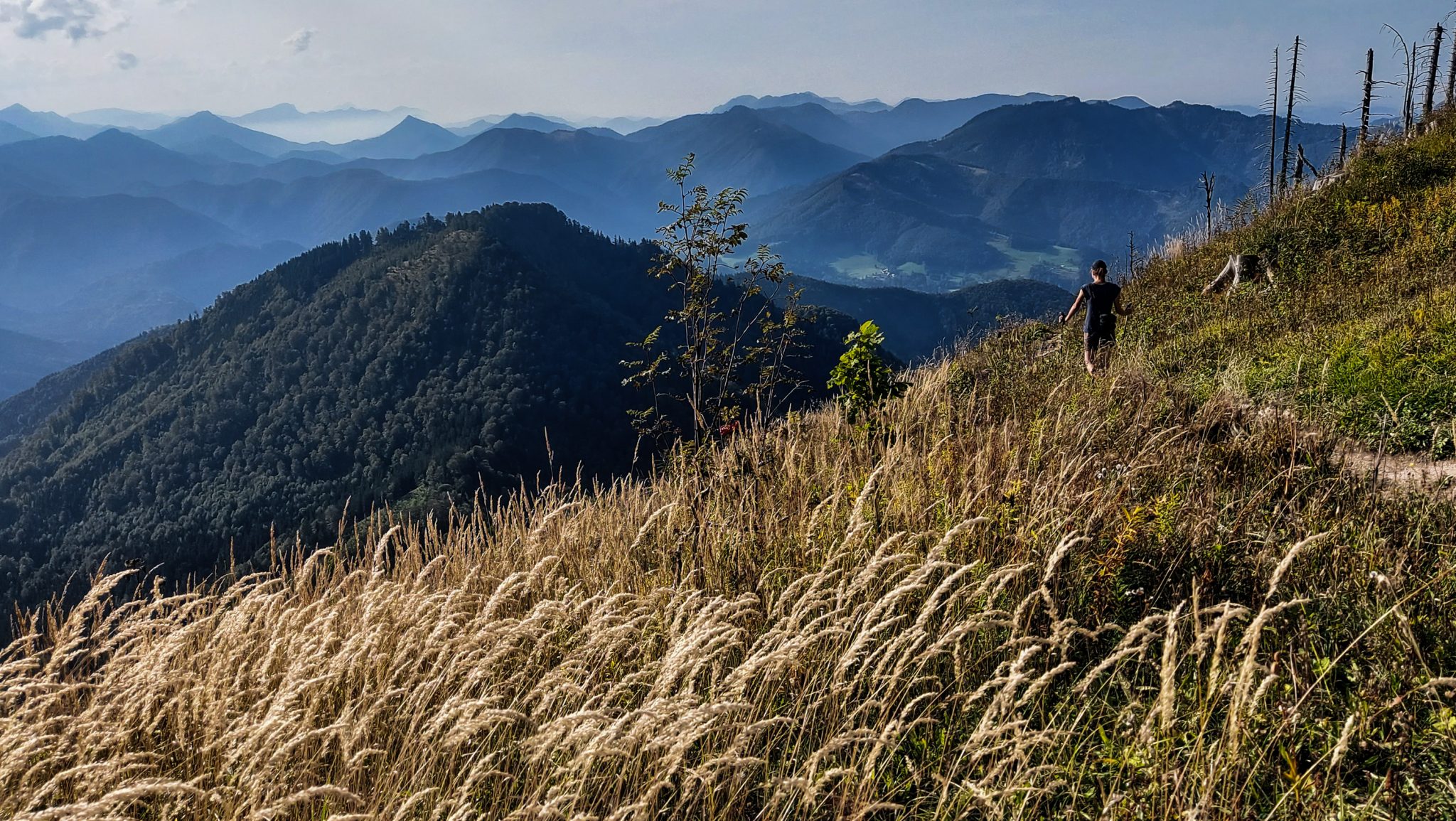 Wanderung zur Ennser Hütte und auf den Almkogel vom Parkplatz Bamacher bei  Großraming in Oberösterreich, Nationalpark-Region Ennstal, nach Erreichen der Ennser Hütte geht es weiter auf den Almkogel, Wanderer unterwegs auf sehr schmalem Wanderpfad, dieser führt zunächst am Berghang entlang und dann auf dem Bergkamm weiter bis zum Gipfelkreuz des Almkogels, weite Aussicht auf die Bergwelt der Oberösterreichischen Voralpen mit hohem Gras im Vordergrund, der Witterung ausgesetzte, teils abgestorbene Bäume stehen am Berghang