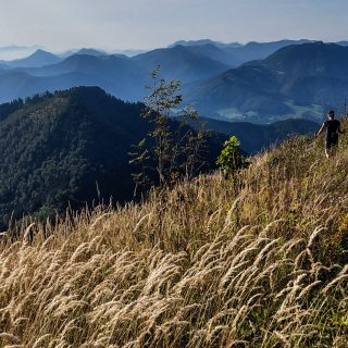 Wanderung zur Ennser Hütte und auf den Almkogel vom Parkplatz Bamacher bei  Großraming in Oberösterreich, Nationalpark-Region Ennstal, nach Erreichen der Ennser Hütte geht es weiter auf den Almkogel, Wanderer unterwegs auf sehr schmalem Wanderpfad, dieser führt zunächst am Berghang entlang und dann auf dem Bergkamm weiter bis zum Gipfelkreuz des Almkogels, weite Aussicht auf die Bergwelt der Oberösterreichischen Voralpen mit hohem Gras im Vordergrund, der Witterung ausgesetzte, teils abgestorbene Bäume stehen am Berghang