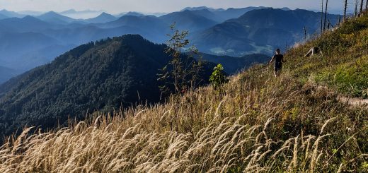 Wanderung zur Ennser Hütte und auf den Almkogel vom Parkplatz Bamacher bei  Großraming in Oberösterreich, Nationalpark-Region Ennstal, nach Erreichen der Ennser Hütte geht es weiter auf den Almkogel, Wanderer unterwegs auf sehr schmalem Wanderpfad, dieser führt zunächst am Berghang entlang und dann auf dem Bergkamm weiter bis zum Gipfelkreuz des Almkogels, weite Aussicht auf die Bergwelt der Oberösterreichischen Voralpen mit hohem Gras im Vordergrund, der Witterung ausgesetzte, teils abgestorbene Bäume stehen am Berghang