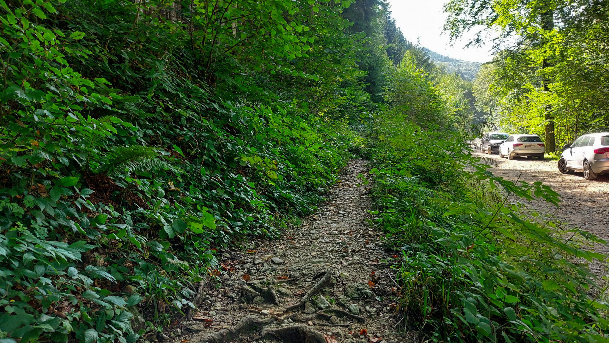 Wanderung zur Ennser Hütte und auf den Almkogel vom Parkplatz Bamacher bei  Großraming in Oberösterreich, Nationalpark-Region Ennstal, direkt neben dem Parkplatz Bamacher führt der schmale Wanderweg in den Wald hinein