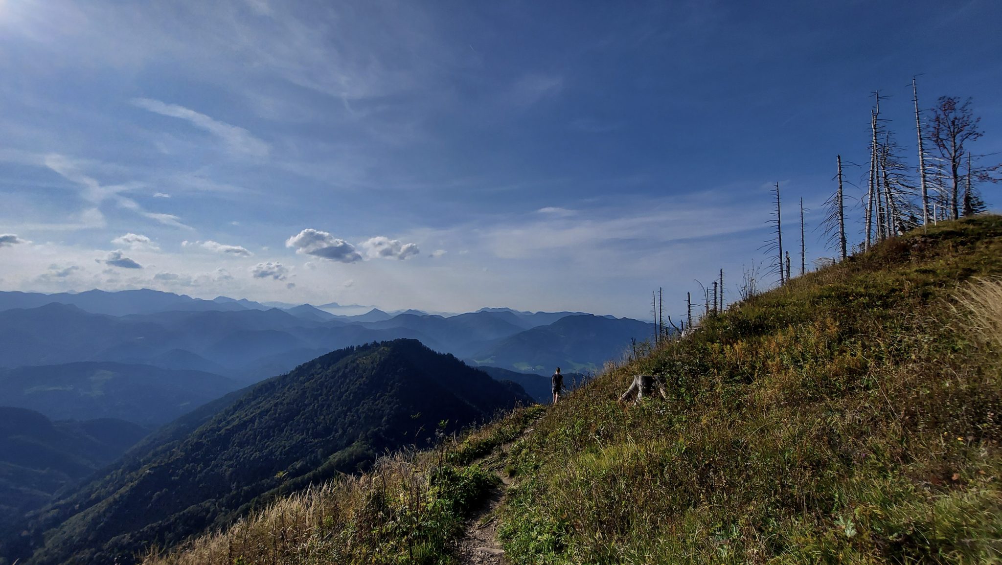 Wanderung zur Ennser Hütte und auf den Almkogel vom Parkplatz Bamacher bei  Großraming in Oberösterreich, Nationalpark-Region Ennstal, nach Erreichen der Ennser Hütte geht es weiter auf den Almkogel, Wanderer unterwegs auf sehr schmalem Wanderpfad, dieser führt zunächst am Berghang entlang und dann auf dem Bergkamm weiter bis zum Gipfelkreuz des Almkogels, weite Aussicht auf die Bergwelt der Oberösterreichischen Voralpen, der Witterung ausgesetzte, teils abgestorbene Bäume stehen am Berghang