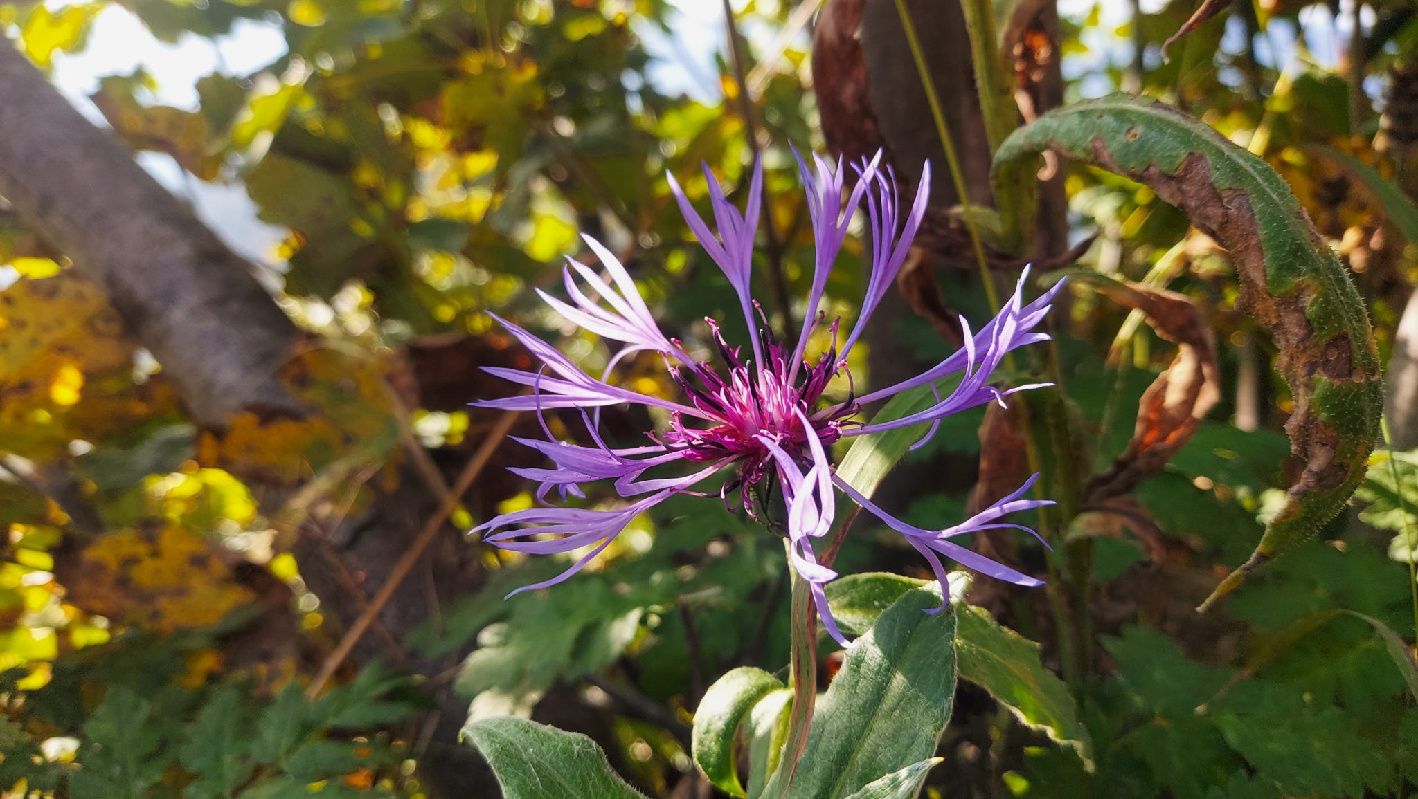 Wanderung zur Ennser Hütte und auf den Almkogel vom Parkplatz Bamacher bei  Großraming in Oberösterreich, Nationalpark-Region Ennstal, kleine, schöne  Blume wächst am Wegesrand im Schutz des dichten Waldes